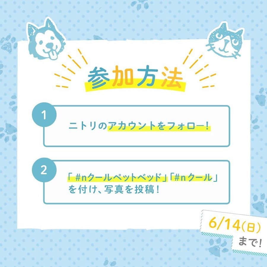 「お、ねだん以上。」ニトリ公式アカウントさんのインスタグラム写真 - (「お、ねだん以上。」ニトリ公式アカウントInstagram)「締切まであと2日！！Nクールペットベッド写真投稿キャンペーン 📷 ひんやり快適なNクールペットベッドでくつろぐかわいい写真が、たくさん集まってきています🎶 この機会に「うちの子」自慢してみませんか？ . ＼30名様のお写真をニトリ公式アカウントでご紹介！さらにNクールぬいぐるみ（イヌまたはネコ）をプレゼント💝募集期間は6/14(日)まで♪／ . Nクールペットベッドの写真を大募集♪ うちの子のかわいさ自慢やペットベッドを使う様子などのコメントと一緒に、Instagramへご投稿ください🌟 . キャンペーン参加方法はこちら。 ①ニトリ公式Instagramアカウント「@nitori_official」をフォロー ②ハッシュタグ「#nクールペットベッド」、「#nクール」の2つをタグ付け ③写真のどのアイテムがニトリの商品か、テキストに明記 ④Instagramに投稿 キャンペーン・応募規約の詳細は、特集ページをご確認ください。 https://page.nitori-net.jp/s/mynitori/index.html . 皆様からご投稿いただいた写真の一部をご紹介します😆 . @teto_201909 様 のびのびリラックスして眠る姿は癒しですね😊つられて眠くなってしまいそう… . @linnmama 様 ウッドデッキに柴犬一家が大集合！それぞれ自分のベッドを使っているのがかわいいですね🍀 . @chiisaiosakana777 様 兄妹で同じベッドに入る様子はとってもキュート💖仲の良さが伝わってきてほっこりします😄 . @aran0418 様 とっても気持ちよさそうに眠っていますね😴このかわいい寝顔をずっと眺めていたくなります✨ . @yasu916suu 様 ウサギさんもぴょんと飛び乗りたくなるお気に入りベッド！すっぽり収まっているのがかわいいですね♪ . ご紹介しきれなかった写真は、プロフURLまたは「#nクールペットベッド」からチェックしてみてくださいね🔍 皆様の投稿を待ってます♪ . 【アイテム例：写真1枚目】 商品名：犬・猫用ペットベッド　Ｍ(Nクール o-i マル BL M) お値段：1,355円（税別） 商品コード：7564355 . 【アイテム例：写真2枚目】 商品名：犬・猫用ペットベッド(Nクール q-o マルBL BIG)　※ニトリネット限定 お値段：2,217円（税別） 商品コード：7563702 . 【アイテム例：写真4枚目】 商品名：犬・猫用ペットベッド　Ｍ(NクールWSPo-iマルGY M) お値段：2,719円（税別） 商品コード：7564378 . 【アイテム例：写真5枚目】 商品名：犬・猫用ペットベッド　L(Nクール q-o ヨット L) お値段：1,844円（税別） 商品コード：7563695 . ※家具やオーダーカーテン等はニトリネットでゆっくりご覧いただけます。 ※写真１～5枚目はキャンペーン参加者様の投稿写真です。上記商品情報を掲載しているアイテム以外は、撮影者様の私物です。判別できる商品、ご案内できる商品に関しては可能な限りアイテム例に記載しておりますが、不明確なものについては記載をしていないものもございます。また、現在はお取り扱いのない商品もございます。 ※写真の商品は季節品につき各店在庫限り、完売となる場合がございます。 ※現在までに購入されたニトリのＮクールペットベッドが対象となります。 ※当選発表は7月上旬頃、厳正な審査のうえ、投稿いただいた方の中から30名様を決めさせていただき、当選者の方にのみInstagramのダイレクトメッセージにてご連絡させていただきます。 ※Instagramの非公開アカウント設定をOFFにしている必要があります。 ※ニトリ公式Instagramアカウント「@nitori_official」のフォローをはずされておりますと当選連絡ができなくなりますので、ご注意ください。 ※当選で獲得された権利は、他の人に譲渡することはできません。 ※プレゼントの発送は、日本国内に限定させていただきます。 ※プレゼントの内容は予告なく変わる場合がございます。あらかじめご了承願います。 ※キャンペーン中はニトリ公式SNSアカウントから、いいね！やリポストをさせていただくこともあります。 ※投稿画像は、入選の有無に関わらず株式会社ニトリが出稿する広告や、SNSの投稿、店内販促などに使わせていただくことがございます。 ※当キャンペーンは、Facebook社・Instagramとは一切関係ありません。 . #nクールペットベッド #nクール #mynitori #ニトリで購入 #ニトリのペットベッド #ペットベッド #ペットグッズ #犬をダメにするベッド #猫をダメにするベッド #いぬすたぐらむ #ねこすたぐらむ #犬のいる暮らし #猫のいる暮らし #いぬのいる暮らし #ねこのいる暮らし #いぬバカ部 #ねこ部 #ねこのいる生活 #犬 #猫 #いぬ #ねこ #ペット #ペットのいる生活 #うさぎのいる暮らし #ニトリ #おねだん以上 #写真投稿キャンペーン #プレゼントキャンペーン #キャンペーン実施中」6月12日 18時00分 - nitori_official