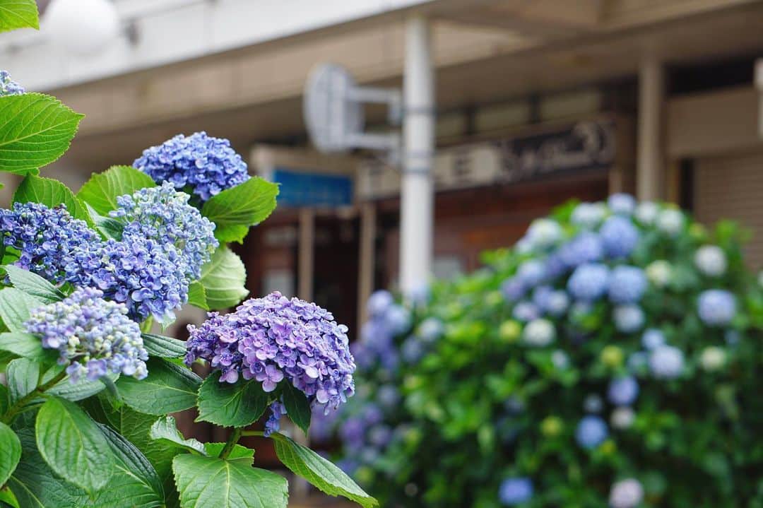 平塚市さんのインスタグラム写真 - (平塚市Instagram)「* 道端に紫陽花が咲く季節。 蒸し暑い日が増えてきますが こまめな水分補給と温度調整で 熱中症を予防しましょう！ *** #手をつなぎたくなる街 #hiratsukagood #hiratsuka#平塚 #kanagawaphotoclub #写真好きな人と繋がりたい #写真撮ってる人と繋がりたい #はなまっぷ #ザ花部 #紫陽花 #あじさい #アジサイ #hydrangea #ハイドランジア #季節の花 #青い花」6月12日 18時12分 - hiratsukagood
