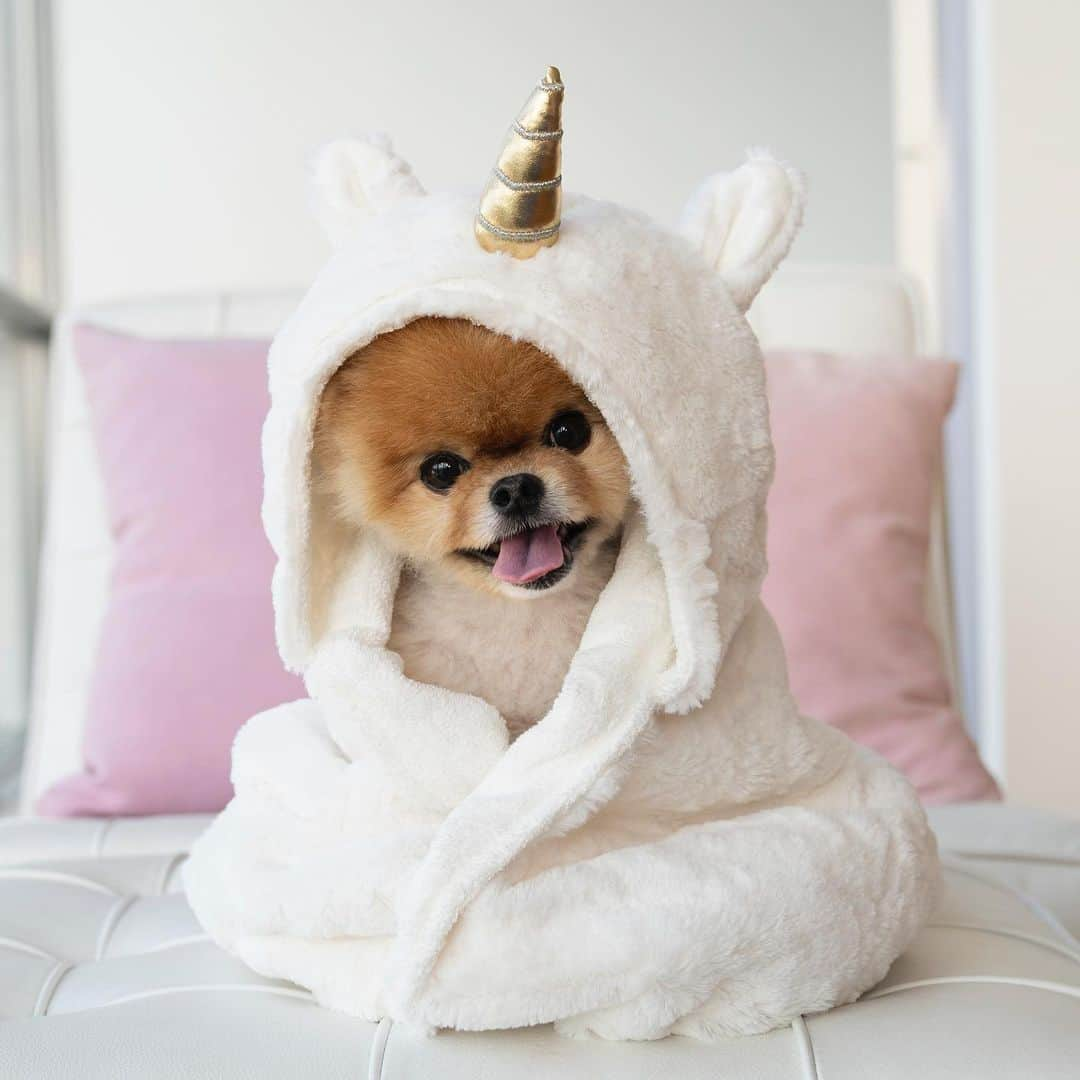 jiffさんのインスタグラム写真 - (jiffInstagram)「🦄」6月12日 18時06分 - jiffpom