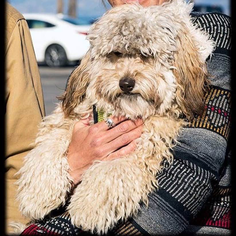 シャーニ・ヴィンソンさんのインスタグラム写真 - (シャーニ・ヴィンソンInstagram)「3 years together @jaggerpoo 🐶 Best decision I’ve ever made! #adoptdontshop #love #dogs #puppy #minipoodle #bishonfrise #chihuahua」6月12日 18時15分 - sharnivinson