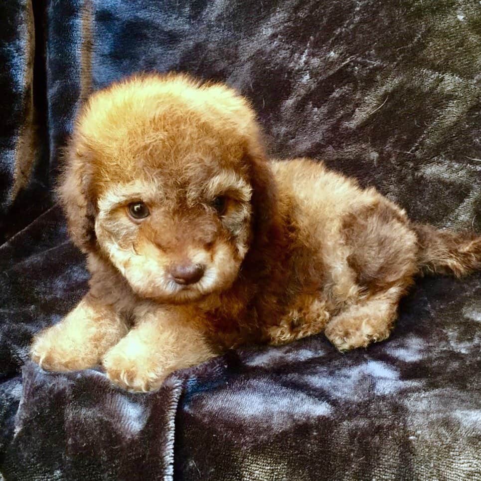シャーニ・ヴィンソンのインスタグラム：「3 years together @jaggerpoo 🐶 Best decision I’ve ever made! #adoptdontshop #love #dogs #puppy #minipoodle #bishonfrise #chihuahua」