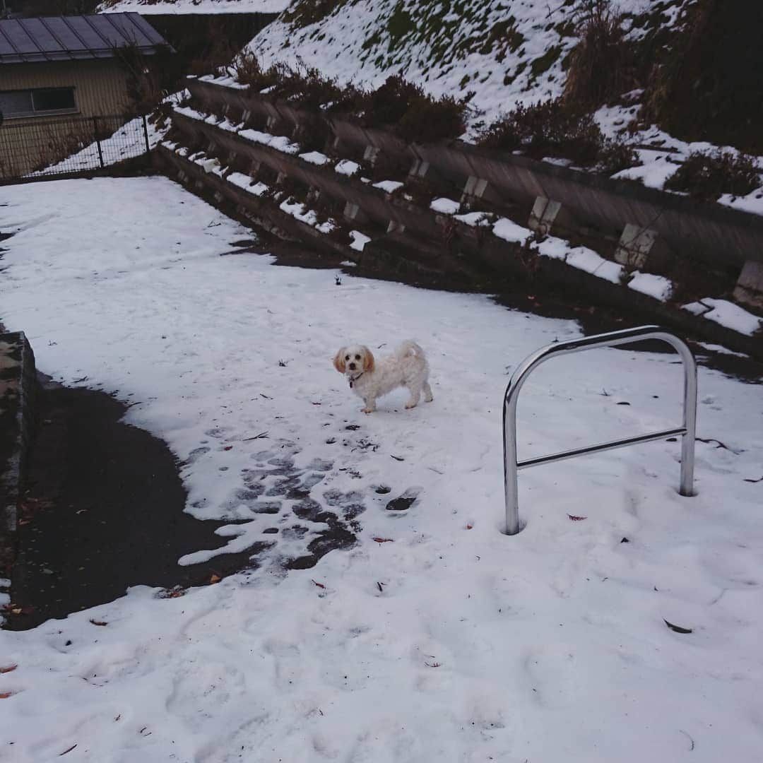 浅乃ハルミさんのインスタグラム写真 - (浅乃ハルミInstagram)「「違うんじゃない？」 ……え？ 「てかこの暑いのに、何で君は雪の中にいるの？」 ………。 #勘違い犬🐶」6月12日 18時18分 - harumiasano_