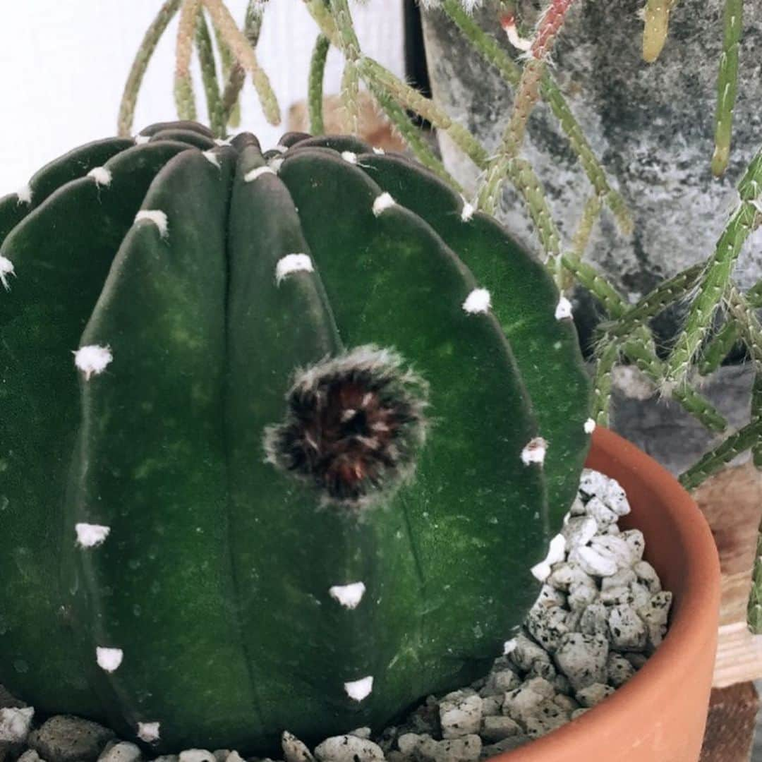 彩住宅さんのインスタグラム写真 - (彩住宅Instagram)「#サボテン #cactus」6月12日 19時04分 - saijyutaku