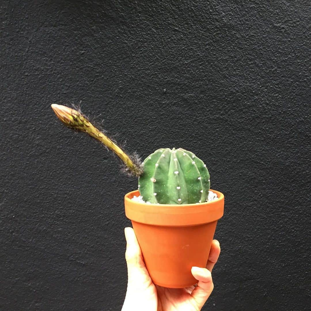 彩住宅さんのインスタグラム写真 - (彩住宅Instagram)「#サボテン #cactus」6月12日 19時04分 - saijyutaku