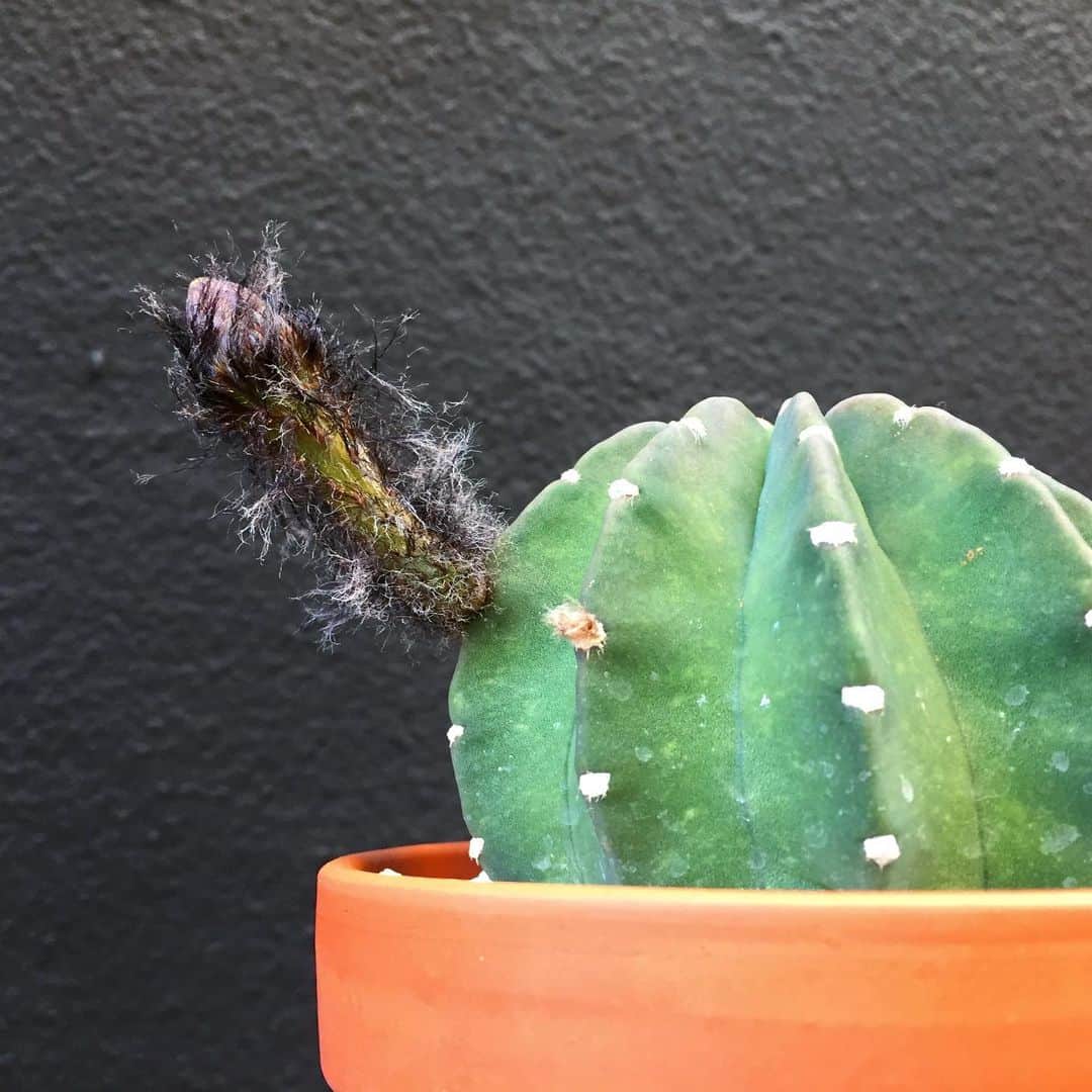 彩住宅さんのインスタグラム写真 - (彩住宅Instagram)「#サボテン #cactus」6月12日 19時04分 - saijyutaku