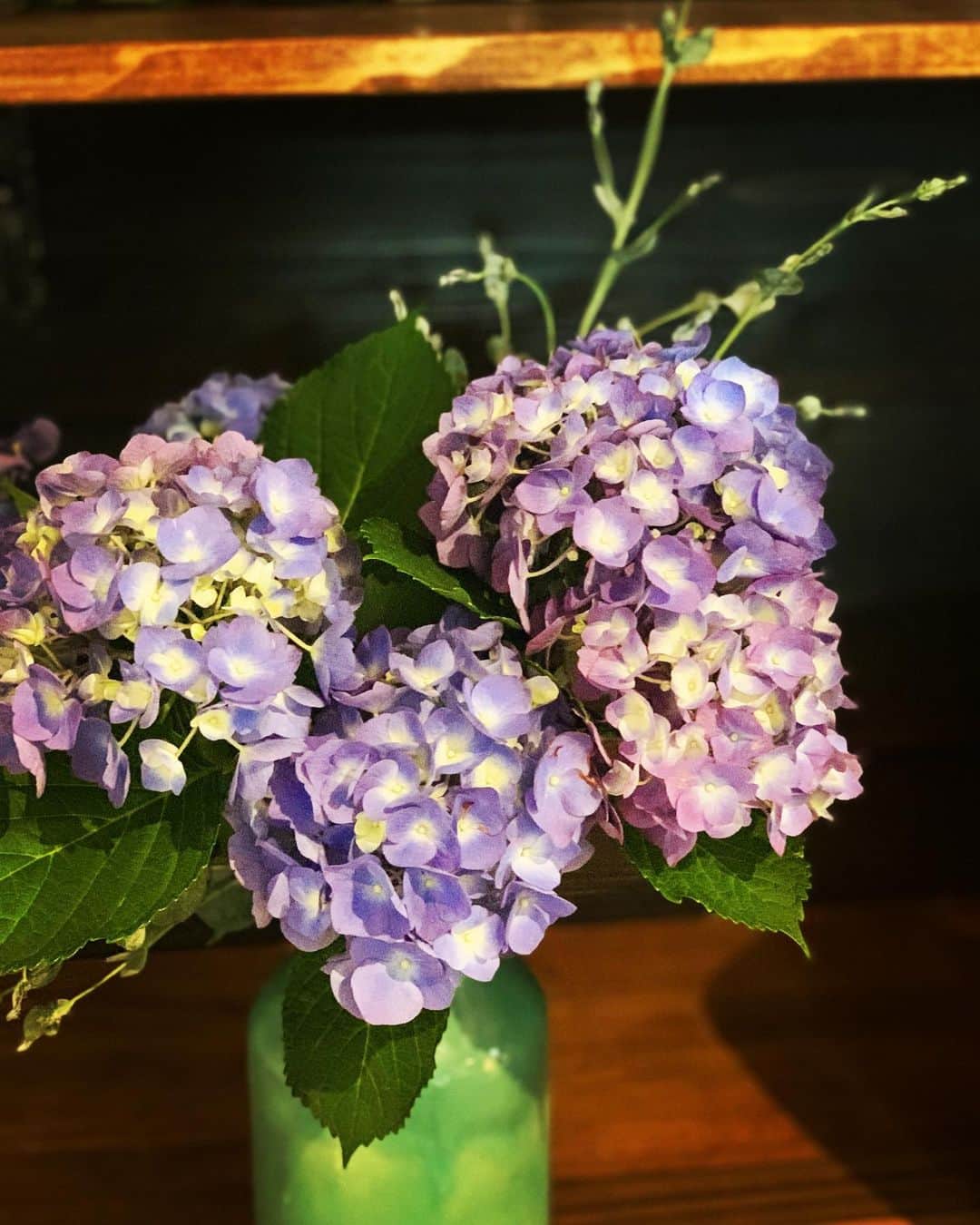 爲我井あゆみのインスタグラム：「代表 @rica_sakakibara さんから 紫陽花をいただきました🥰  ちょうど花瓶が空いてお花を買おうと思っていたので、うれしかったです😊  梅雨の季節は紫陽花を見て楽しもう！  紫陽花を生けるときには 不要な葉は落とした方が長持ちしますし、中のワタを取り出してから生けるとbetter🤗  #紫陽花 #あじさい #ユーカリ  ユーカリを追加してスワッグにする気満々です👍」