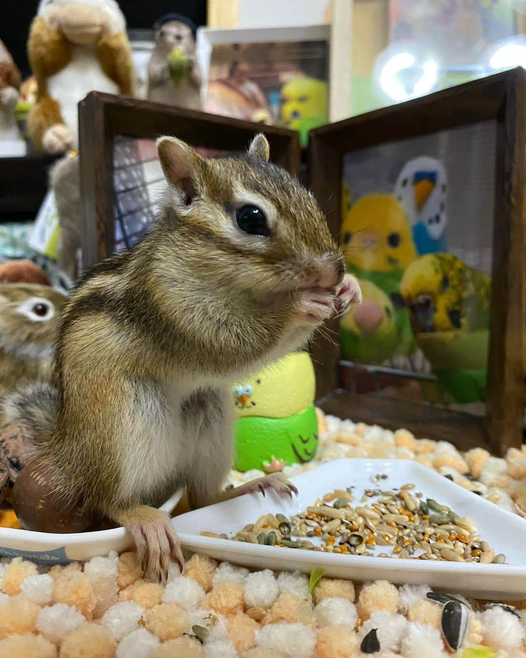 peace_0322さんのインスタグラム写真 - (peace_0322Instagram)「#リス#シマリス#インコ#セキセイインコ#ふわもこ部 ひよりんぴーちゃんに見られてるよ👀 写真だから😆大丈夫🙆‍♀️ 😳びっくりした😰ぴーちゃんじゃないよね😅 ※お母さん3枚目のひよりんがお気に入り😆」6月12日 19時02分 - peace_0322