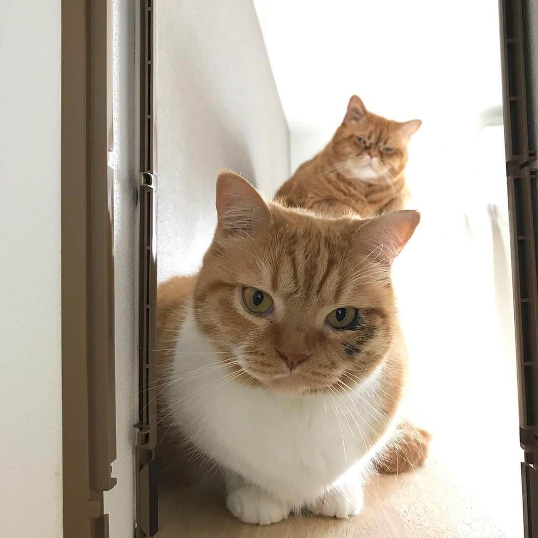 umeのインスタグラム：「ごはんだよ♡ ・ ・ ・ #まめたち #🐈」