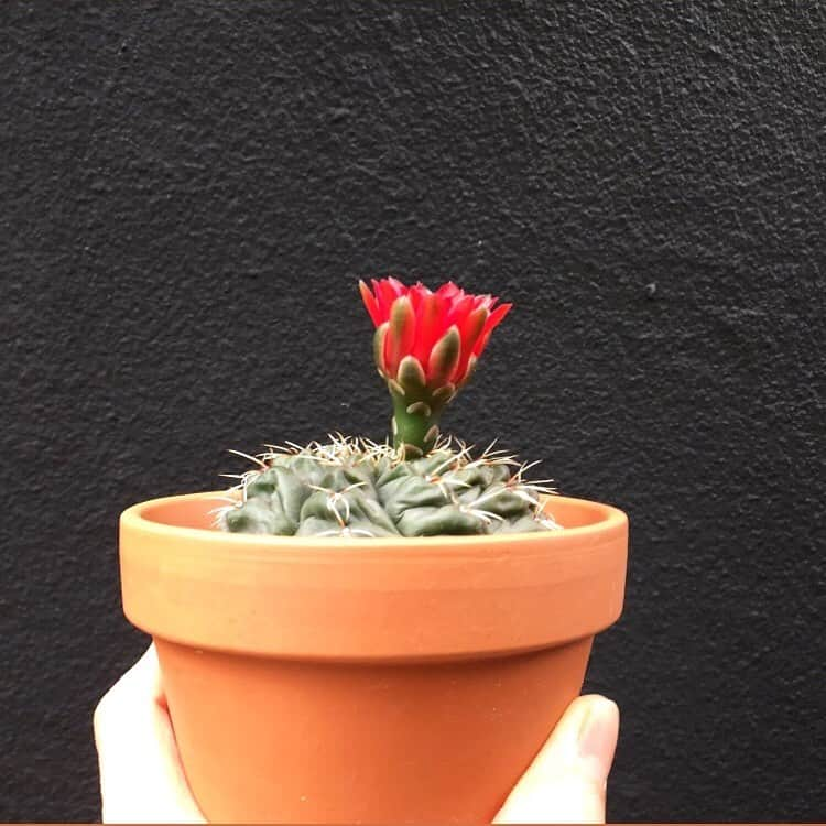 彩住宅のインスタグラム：「#サボテン #cactus」