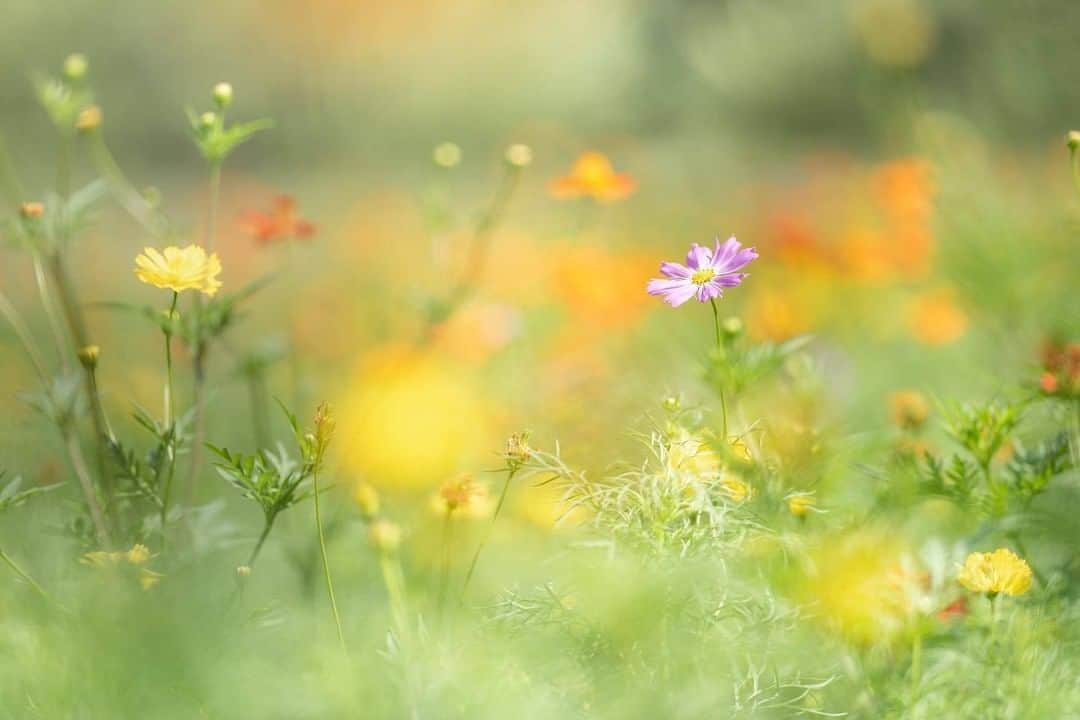 花の写真館のインスタグラム：「Photo by @yuka__shm.⠀ https://instagram.com/yuka__shm/⠀ .⠀ Original Post[投稿いただいたURL]⠀ https://www.instagram.com/p/B1oIQ-dgIzU/⠀ .⠀ 本アカウントは、 #私の花の写真 をつけてInstagramに投稿された皆さまの花の写真や、「花の写真館」Facebookページで投稿された花の写真を紹介します。⠀ 「花の写真館」Facebookページは、「 @floral.photograph 」のプロフィールにあるURLからご覧ください。⠀ .⠀ ※各自、政府、自治体など公的機関の指示に従った行動をお願いします。⠀⠀ 東京カメラ部および分室では、写真を「見る楽しみ」を提供することを通して、微力ながら皆様にわずかな時間でも癒しをお届けしたいと思っております。⠀ ※本アカウントは東京カメラ部がFacebook、Instagramのサービスを利用して運営しているもので、Facebook社・Instagramとは一切関係ありません。⠀ .⠀ #花の写真館 #floralphotograph #floralphoto #flower #flowers⠀ Follow: @floral.photograph」