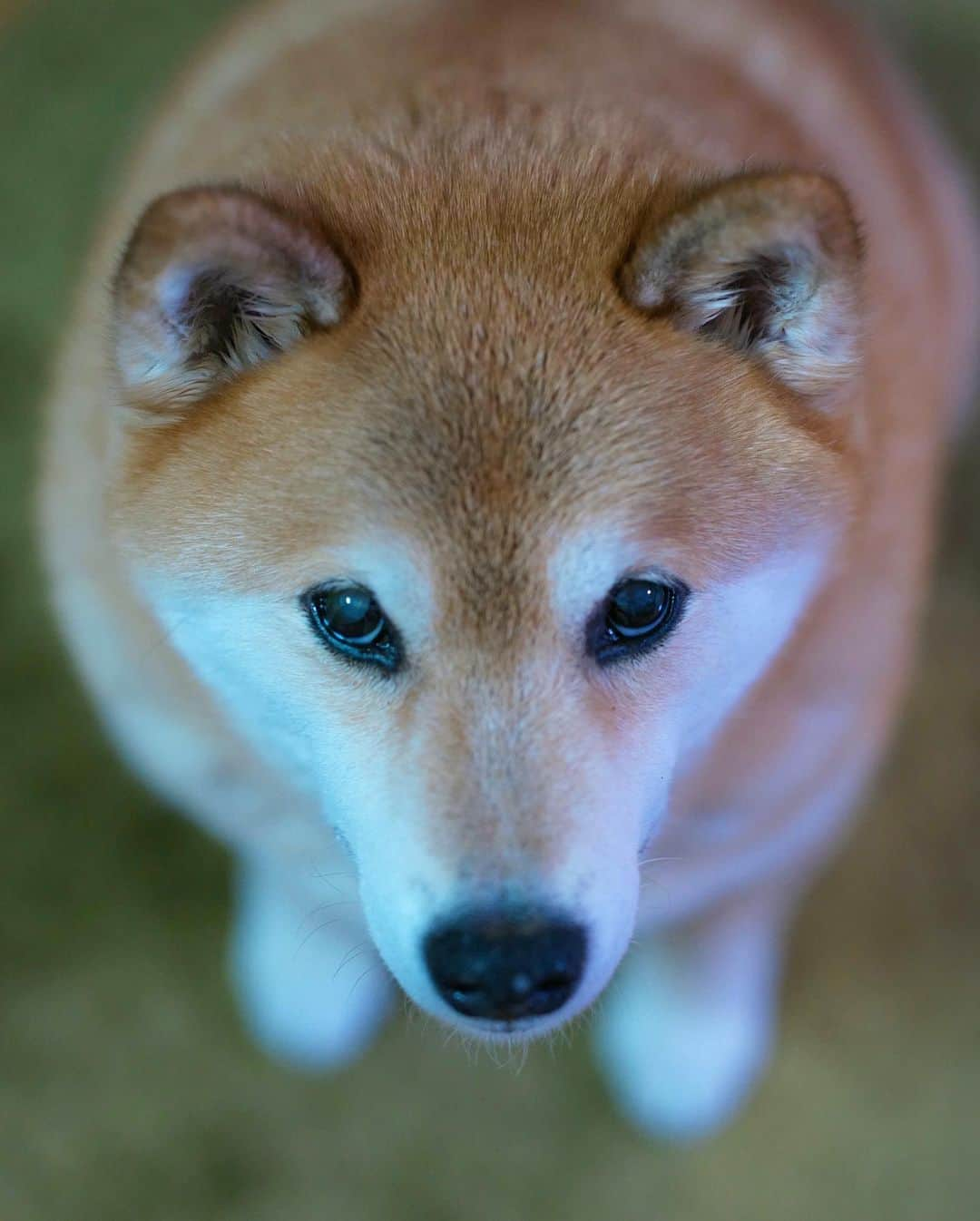 まる（まるたろう）さんのインスタグラム写真 - (まる（まるたろう）Instagram)「Have a nice weekend!! ✨🐶🤞✨金曜日おつまる〜！東京もようやく解除されました。みんなよく頑張ったね〜 #まだまだ油断は禁物だけど #とりあえずお肉でも食べて🥴 #お祝いしちゃおうよ〜 #パパ聞いてるの❓」6月12日 19時35分 - marutaro