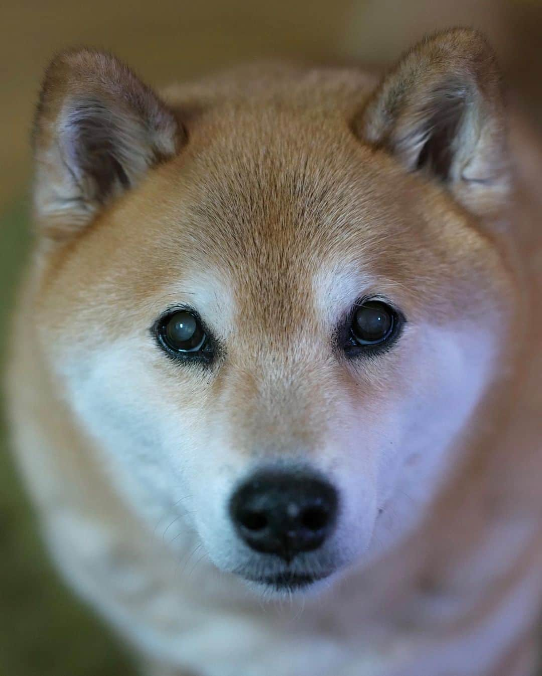 まる（まるたろう）さんのインスタグラム写真 - (まる（まるたろう）Instagram)「Have a nice weekend!! ✨🐶🤞✨金曜日おつまる〜！東京もようやく解除されました。みんなよく頑張ったね〜 #まだまだ油断は禁物だけど #とりあえずお肉でも食べて🥴 #お祝いしちゃおうよ〜 #パパ聞いてるの❓」6月12日 19時35分 - marutaro