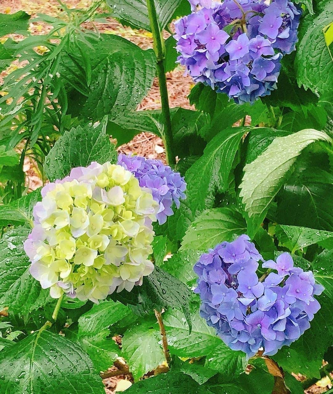 佐藤千晶のインスタグラム：「この季節は街中で見かける 紫陽花に癒される😊  #梅雨 #紫陽花 #花 #いろんな表情があるな😊 #flower #hydrangea」