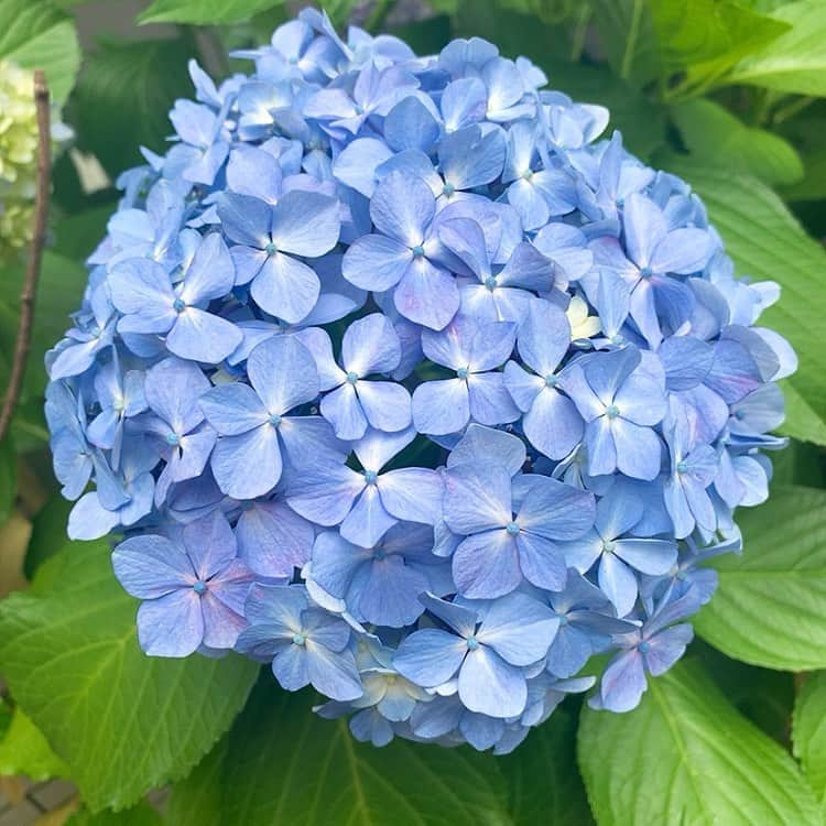 竹本茉莉のインスタグラム：「. 髪はぼさぼさするし頭は痛いし 可愛い傘買ってもどこかに置いてきちゃう… 梅雨は嫌いです☂️ . どうやっても雨が苦手なので 雨の日はなにもしなくていい というルールを作っているほど💭 . 紫陽花は綺麗💠 梅雨を乗り切ったら夏だー！」