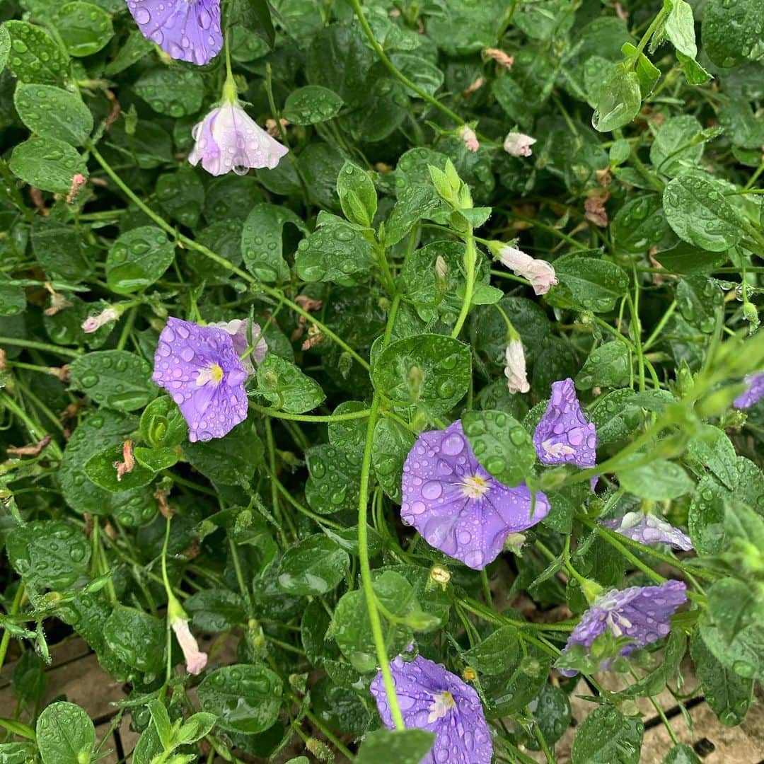 のインスタグラム：「雨あがり。」