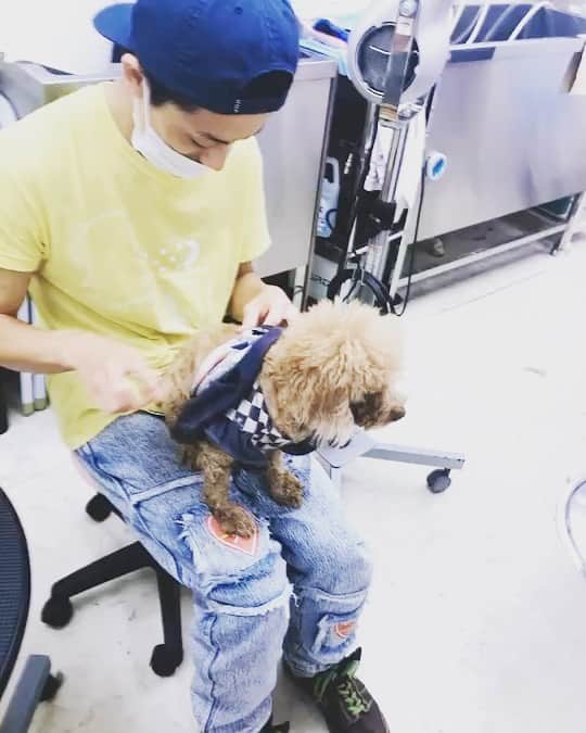 BLADeのインスタグラム：「﻿ ﻿ ﻿ ﻿ 僕は猿なので﻿ 毛づくろいも御手の物🐒﻿ ﻿ ﻿ ﻿ ☆☆☆☆☆☆☆☆☆☆☆☆☆☆☆☆☆﻿ 優しくトリミングさせて頂きます😌﻿ ご来店、お問い合わせお待ちしています‼️﻿ ドッグビューティーサロンELLE ﻿ 06-6431-3838﻿ ☆☆☆☆☆☆☆☆☆☆☆☆☆☆☆☆☆﻿ ﻿ ■■■■■■■■■■■■■■■■■■■﻿ 🌟YouTubeはじました🌟　﻿ プロフィールリンクから見てみてください😉 ﻿ ■■■■■■■■■■■■■■■■■■■﻿ ﻿ #トリマー #trimmer #グルーマー #instadog #dogstagram #슈나우저 #トリミング #ブレちゃん #BOKUMO取扱店 #훈육미용　#긍정미용사  #훈육미용사 #긍정미용사 #훈육미용사 #남자애견미용사 #애견미용사 #애견미용 #펫스타일리스트 #강아지미용  #petgrooming #doggrooming #優しいトリミング ﻿ #元保護犬　#保護犬　#野犬　#元野犬　#ハーブパック　#稲ちゃん　#稲ちゃん犬」