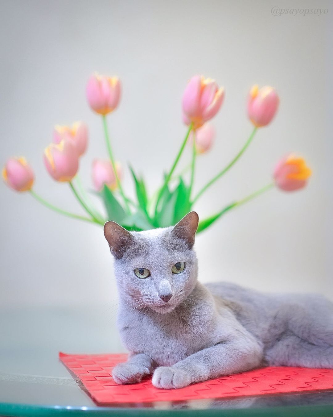 ❤?❤❤❤ Sayo ??❤?❤️❤️❤️のインスタグラム：「★ Happy Friday ★. .  Does this look like a tulip crown?🌷👑 Really? Reindeer ⁈ 🦌.Happy Friday 😽🌷 . もののけ姫のシシ神様をイメージしました😂🦌🌷って、偶々なんですが😅ホントは比較画像を、と思ったけど版権とか有るんで😅気になった方は各自ググッって下さい〜😘皆様素敵な週末を🌷」