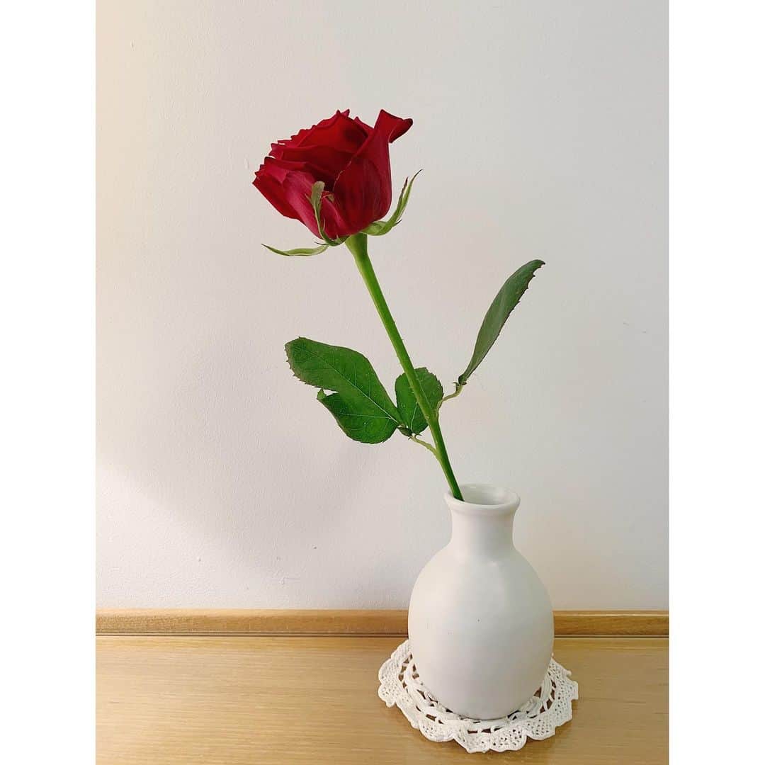 川島幸恵さんのインスタグラム写真 - (川島幸恵Instagram)「🌹🌹🌹﻿ ﻿ ﻿ #rose #red #flower」6月12日 20時54分 - sachie118