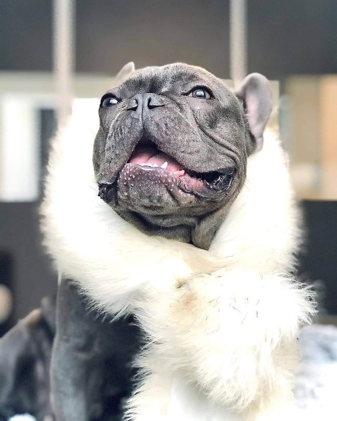 French Bulldogさんのインスタグラム写真 - (French BulldogInstagram)「It’s called fashion. Ever heard of it? 🤪 @oscarfrenchbuldog . . . . . #bullyinstafeature #bulldogfrances #ブヒ#frenchiepup #bullygram #bullybreeds #愛犬 #bully #bullyworld #instafrenchie #불독 #bulldogfrancese #フレンチブルドッグ #bouledogue #french_bulldogs #bullynation #フレブル #bullylife #bulldogsofig #loveabully #adorabull #bulldoglovers」6月12日 20時56分 - frenchie.world