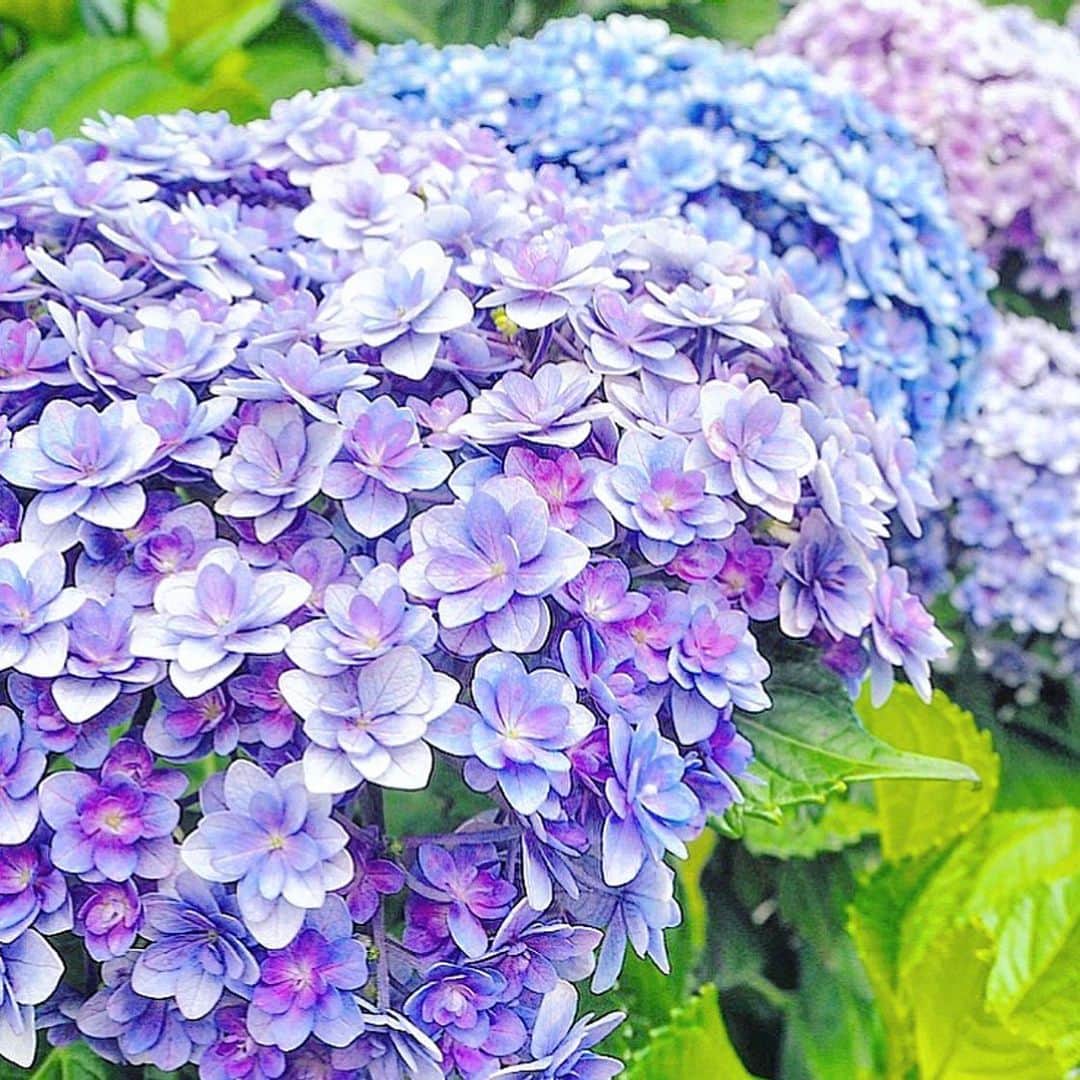 chiyo1173さんのインスタグラム写真 - (chiyo1173Instagram)「・ 紫陽花の季節💠 ・ ・ 梅雨入りして雨の日が多くなるのは憂鬱だけど、 あらゆる所で綺麗に咲いている紫陽花には 思わず目を留めてしまう。 紫陽花もいろんな種類がありますね⑅◡̈* ・ ・ #紫陽花 #hydrangea #梅雨 #梅雨入り #花 #花のある暮らし #flowers #flower #flowerstagram #flowerphotography」6月12日 21時06分 - chiyo1173