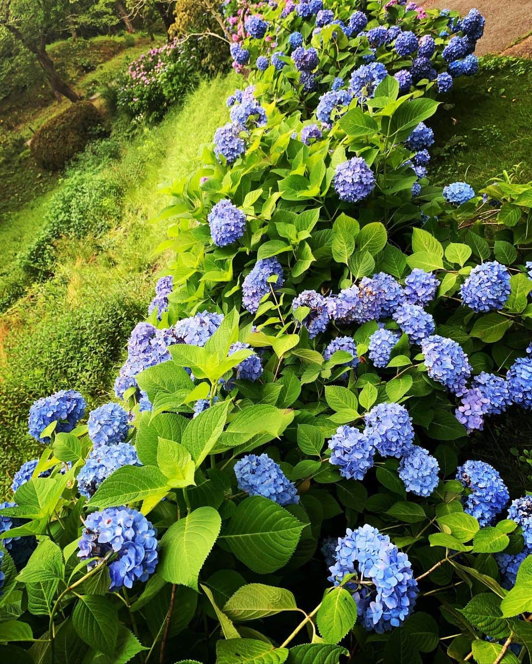 鈴木砂羽さんのインスタグラム写真 - (鈴木砂羽Instagram)「見頃･:*+.\(( °ω° ))/.:+ フラワーパークの 紫陽花ロード、 雨にしっとりと濡れて 美しい✨  バラ園もギリギリだけど行けた🌹 5月の見頃からはすこーし 経ってしまったけど、仕方ないね。。 「ポーの一族　バンパネラ風」に ポーズしてみたんだけど、、、。 あ、よくわかんない？ 🌹😽🌹 #6月 #紫陽花 #紫陽花の道 #バラ園 #フラワーパーク浜松」6月12日 21時02分 - bombon_sawa