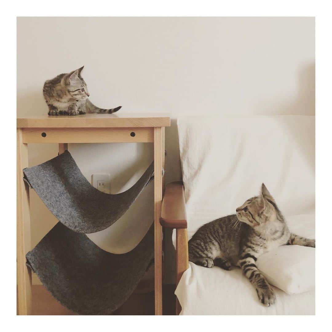 のインスタグラム：「* 今日は内容盛りだくさんな1日！ まずはササミのタン塩ですがトライアルスタートしましたー！ 1枚目の写真は我が家で遊び納め😂 2枚目の写真は里親さんのお家のケージの中のトイレのところで固まる2人😂 ササミが上に乗ってるけど😂 このあと隣同士くっついて寝たり、猫じゃらしに反応してくれたりしていました😊 3枚目はご用意くださっていた立派なケージ！ まだちびっ子たちなので上の方に登らないようにしています。 中にステップを置いてくださったり、猫ベッドが3つも😂 快適そうだね😆✨ 玄関先にも旦那様が脱走防止用にDIYで扉を作ってくださったり、窓の網戸のとこにも柵を用意したり、お家のあちこちに工夫が😭 色々あってトライアルスタートがゆっくりになったけど、その間にお迎えのためにたくさん準備してくださってました😭 本当にありがとうございます🙇🏻 最初は緊張するけど、2人一緒だから安心だね😊 ササミちゃんは妃(ひめ)ちゃん タン塩くんは殿(との)くんになります✨ ひめちゃんとのくん頑張ってー！✨✨✨ #チーム焼肉店 #チーム焼肉屋さん  #肉からの卒業」