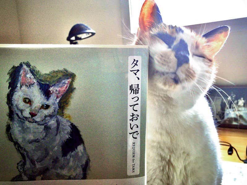 犬童一心のインスタグラム：「朝日新聞に連載中のコラムです。横尾忠則さんは、最近までご近所さんでした。 （写真は、タマとチャッピー） 「自粛」が始まった頃、一冊の本が送られてきた。それは、最近出版された横尾忠則さんの画集『タマ、帰っておいで』だった。横尾さんのうちにふらりとやってきた野良猫タマは15年をそこで過ごし、2014年５月31日に逝った。 「タマの墓に白い砂利を敷き詰め花の植木鉢を並べて、小さい『タマ霊園』をこしらえる」 　画集に掲載されている、横尾さんの14年６月３日の日記だ。 この画集は、タマと共に暮らした日々、亡くなった日、四十九日、三回忌、そして最近になっても書き継がれるタマへの思いが詰まった言葉と、描き続けられたタマの絵で構成されている。 　亡くなった直後、14年６月１日の日記には「『タマ』の名で始まる朝はもう来ない」「半日公園でタマのことを思う」。 14年８月２日には「アート作品にするのではなく、猫への愛♥を描いた」「それこそアートじゃない」。そんなことを、久しぶりに会ったオノ・ヨーコさんと話している。 　14年10月22日には夢でタマと再会し「こっちも『おいで』と言ったらいつもの駆け足でやってきた」。 そして、一年を経て、15年５月30日、「死した者の歌は生者のための鎮魂歌だ」「これから絵は一点一点を遺作だと思って描かなければならない」。そんな言葉に至る。 　ページをめくる度に、タマへの愛がこぼれ落ちて、それを手で抱えながら読み、その絵を見つめた。 　横尾さん、ありがとうございます。うちのチャッピーも15歳になります。時々寝ていると不安になって、ちゃんと呼吸しているか確かめたりする自分がいます。一緒に家にいることが増えた今、「自粛」の時間をとても大切なかけがえのないものと思うことができました。 　そして、「次元を超えた死者は厳然と実在する」という言葉を読み、一昨年亡くなった父や、もう会えない何人かの友人や、恩人たちへも思いを馳せることができました。その死を思うことは、自分の死を思うことのようでした。」