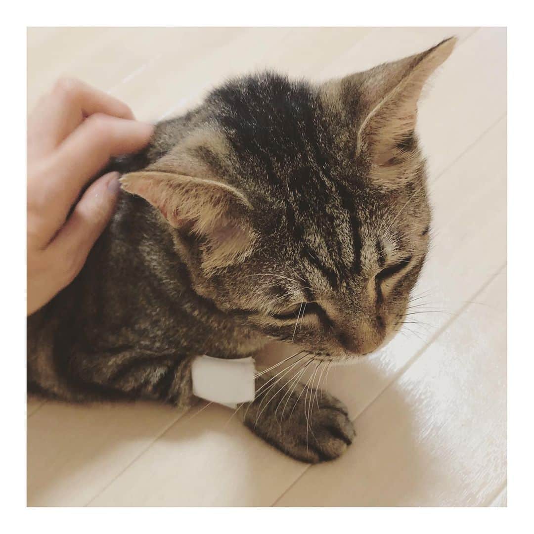 のインスタグラム：「* そして！くじらくんのこと！ 今日はくじらは残りの歯の抜歯手術を行いましたー😭 左右下の奥歯に2本ずつ残っていて、そこの歯茎が赤くお薬がないと痛くてご飯が食べられずで💦 元々は健康そうな歯ということで無理に抜歯せず様子をみていましたが、やはり前回残した歯も抜いた方が良いとなり再手術となりました😭 怖い思いを2度もさせてしまいましたが、なんとか無事に日帰りで帰宅しました😭💦 帰ってきてから柔らかいご飯もペロリ。普段の様子とも変わらずで、本当に今日手術した？と思うくらい元気です😂 しばらくは柔らかいご飯で様子見ですー！ くじら頑張ったね😭えらい！！ くじらはトライアルが決まっているので、このあとしばらくは引き続き我が家で様子みつつ、タイミングを見計ろうと思います😊 心配だった手術が終わりホッとしています😭 あとは現場に残されたちゃちゃちゃんの手術のみの予定！！✨ 崩壊現場の子たちの手術も先が見えて良かったーー😭 応援本当に本当にありがとうございます😭😭😭 #岐阜多頭崩壊レスキュー #呼んだらきたよ #いいこ」