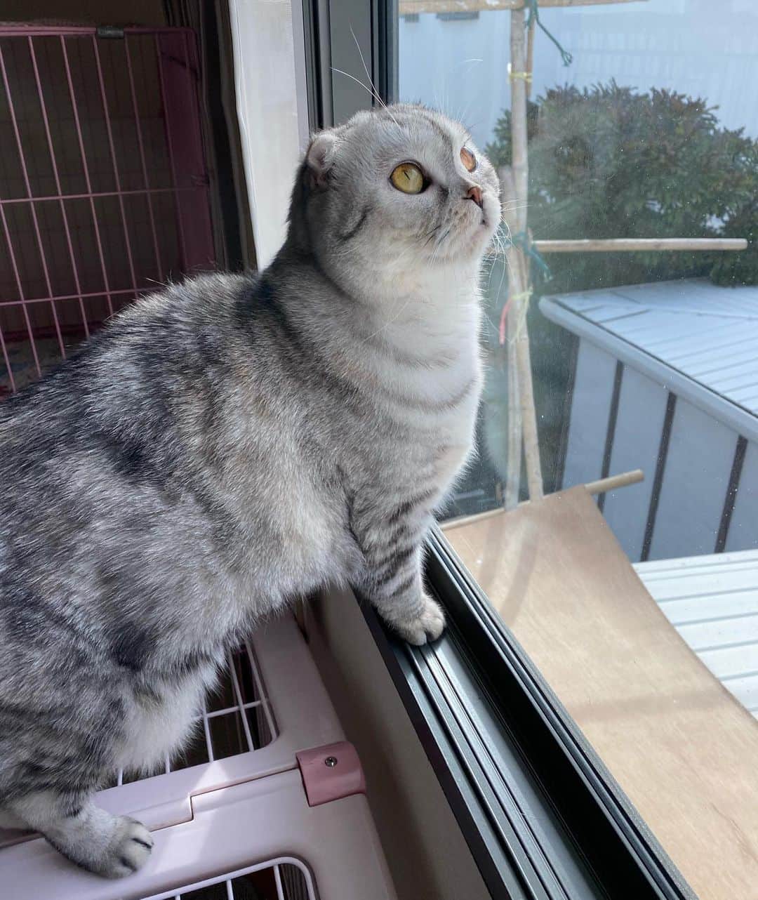 Mammoth and Grizzlyのインスタグラム：「I wish I could fly. #nala」