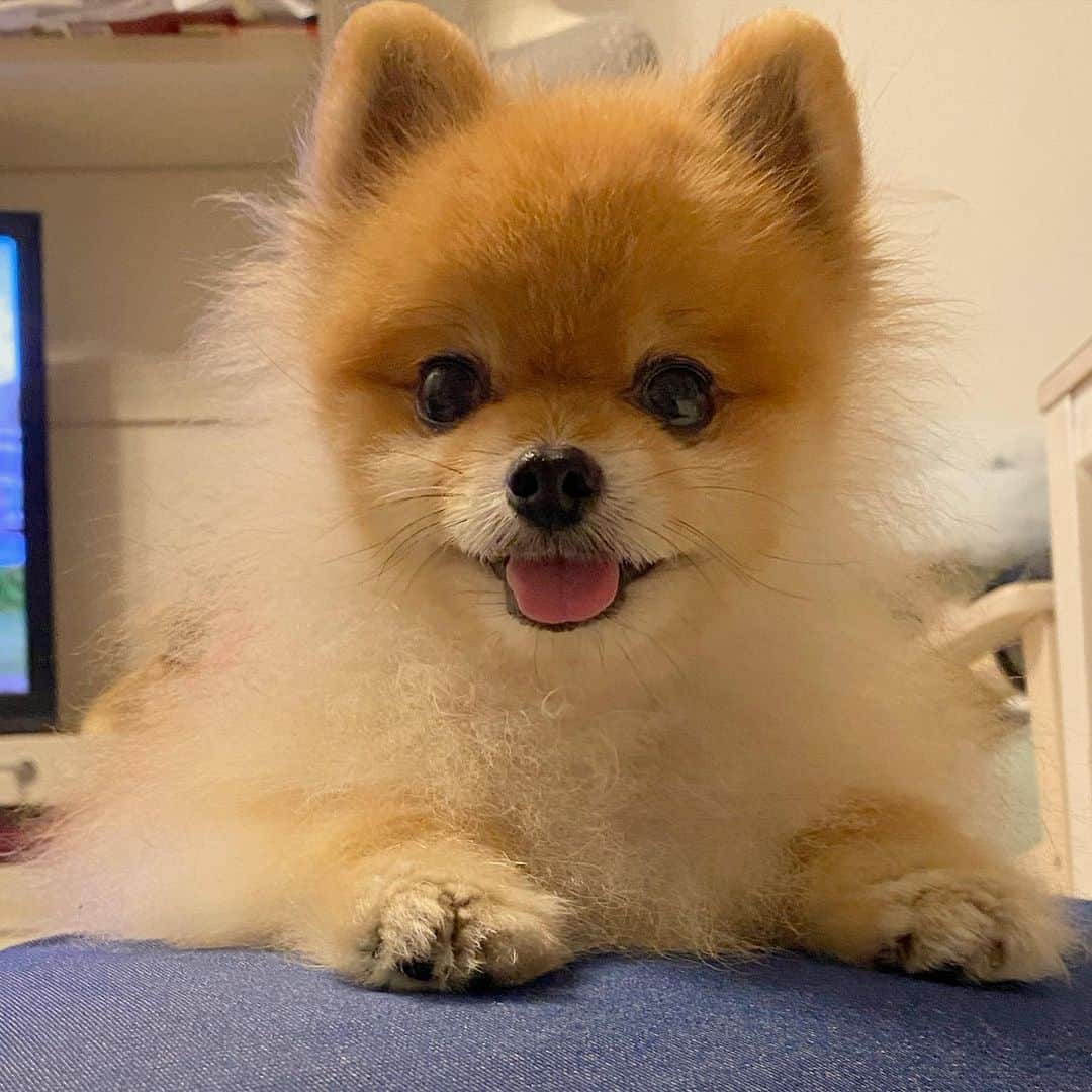 RIO POMEのインスタグラム：「今週1週間…  おつかれさまでした💕  #ポメラニアン #pomeranian  #犬 #dog #dogstagram#doglover #愛犬 #わんこ #ポメラニアン大好き #ポメラニアンが世界一可愛い #pom #ぽめらにあん #ポメ#pomeraniansofinstagram  #pomeranianlove #ふわもこ部 #いぬバカ部 #癒しわんこ#instapic#pomstagram #puppy #dogsofinstagram #cute#cutedog」