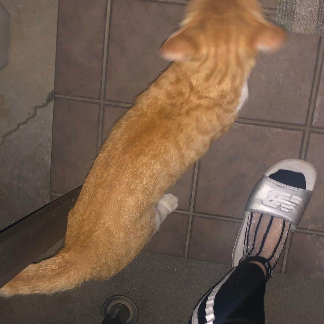 中野みやびのインスタグラム：「ねとと足  #ねと #足 #猫 #ネコ #ねこすたぐらむ #ねこのいる生活 #ねこ #猫のいる暮らし #猫好き #茶トラ #可愛い #大好き #love #cat #girl #民謡ガールズ #みやび」