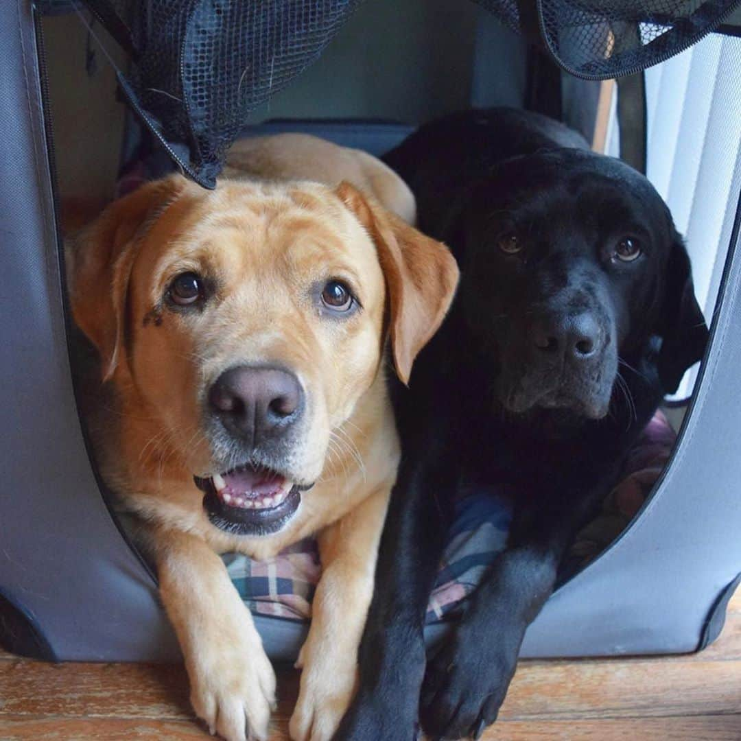 Jake And Gingerさんのインスタグラム写真 - (Jake And GingerInstagram)「Happy Friday!! ❤️❤️ #lab #labsofinstagram #labradorretriever #labradoodle #labrador #friday #fridayvibes #fridaymood #happydogs #talesofalab #talesofalabpuppy #tailsofalab #marriedatfirstsight #love」6月12日 22時09分 - jake_n_ginger