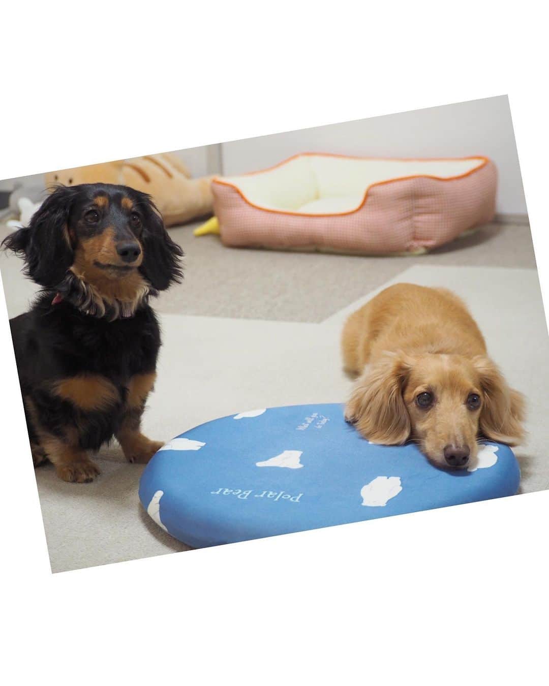 Sora Momoさんのインスタグラム写真 - (Sora MomoInstagram)「カメラ嫌いなそらともも🐶🐾🐶 ☺︎ 2枚目の動画は画面が揺れて酔いそうになるので注意してください🙇‍♀️ ☺︎ 今日はお揃いで何やら言いに来た2人 可愛いからスマホで撮影し始めたら隣に居たお姉ちゃんの方を向く ☺︎ なので正面から撮ろうとお姉ちゃんがスマホ持ったら 今度は私の方を向く😅 ☺︎ じゃあもう一度ってスマホ持ったらあっち向く💦 やっぱり2人ともカメラ嫌いなんだよね😅💦 ☺︎ カメラ持ってると遊んでもらえないもんねー😞ってそらが言ってます ☺︎ #カメラ嫌い#カメラ持つと向こう向く#毎日これだけ撮っても#慣れない#撮ってるから嫌いなのかも😨#自粛します#だって可愛いから#親バカ全開#あっち向きこっち向き#仲良し#そらともも #ダックス#ミニチュアダックス#ダックス多頭飼い  #dachshund #miniaturedachshund」6月12日 22時45分 - teratera_sorapu_