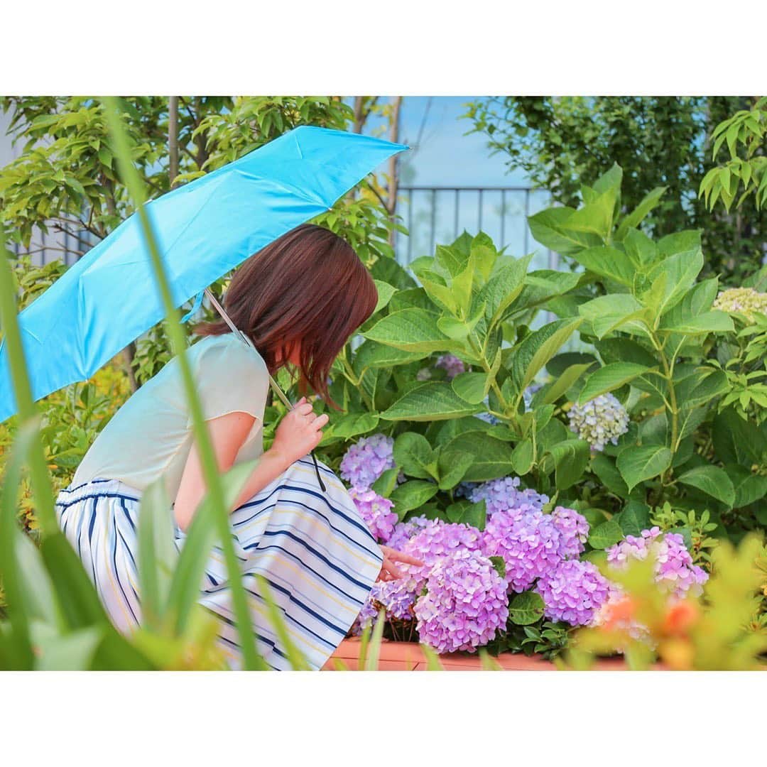 澤口実歩さんのインスタグラム写真 - (澤口実歩Instagram)「会社のテラスで、岩原さんが一眼レフで撮ってくれました！傘も岩原さんの。笑  近畿も梅雨入りしましたね。アジサイきれい #衣装 #梅雨 #アジサイ #一眼レフ #アナウンサー」6月12日 22時48分 - miho_sawaguchi