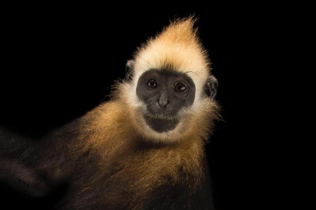 Joel Sartoreさんのインスタグラム写真 - (Joel SartoreInstagram)「With less than 60 individuals left in the wild, the critically endangered Cat Ba langur of Vietnam is on the brink of extinction. Historically this species was hunted for parts and bones used in traditional medicine, or for food in times of famine. @endangeredprimaterescuecenter, where this individual resides, is dedicated to the rescue, rehabilitation, breeding, research, and conservation of Vietnam’s primate species. Since opening in 1993 more than 180 animals have been born at the center, including the Cat Ba langur. #catbalangur #primate #vietnam #endangeredspecies #PhotoArk #savetogether」6月12日 22時51分 - joelsartore
