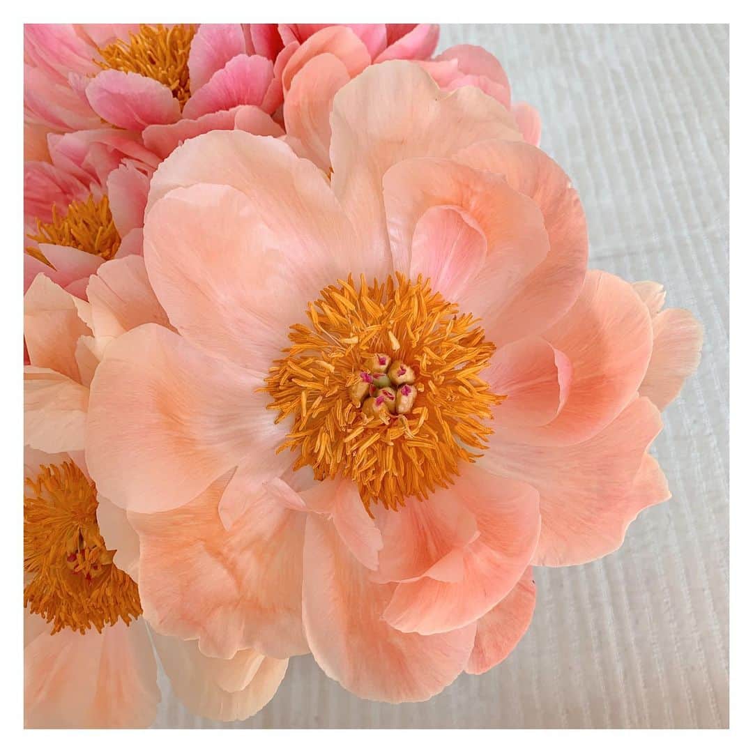 Olivia Burtonさんのインスタグラム写真 - (Olivia BurtonInstagram)「Friday florals 🌸✨ #OliviaBurton #FlowerLovers #PeonySeason」6月12日 23時22分 - oliviaburtonlondon