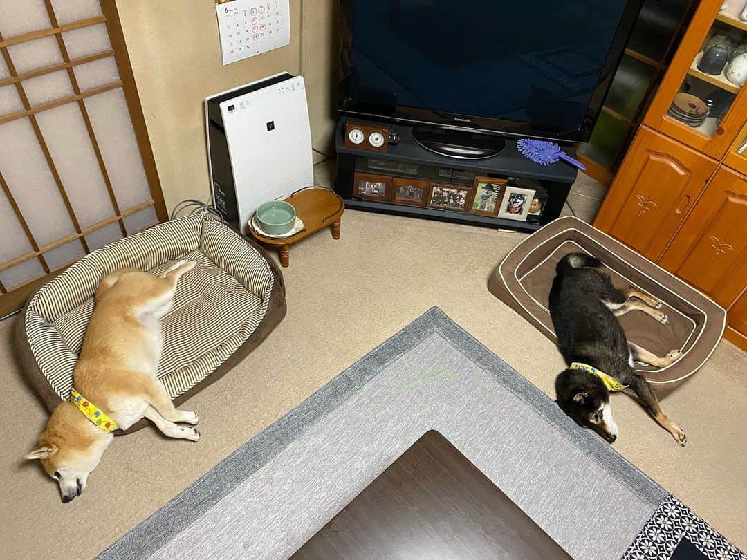 がんちゃんさんのインスタグラム写真 - (がんちゃんInstagram)「犬界ではこの形で溶ける決まりでもあるのかな？🤣」6月12日 23時34分 - kota2ann