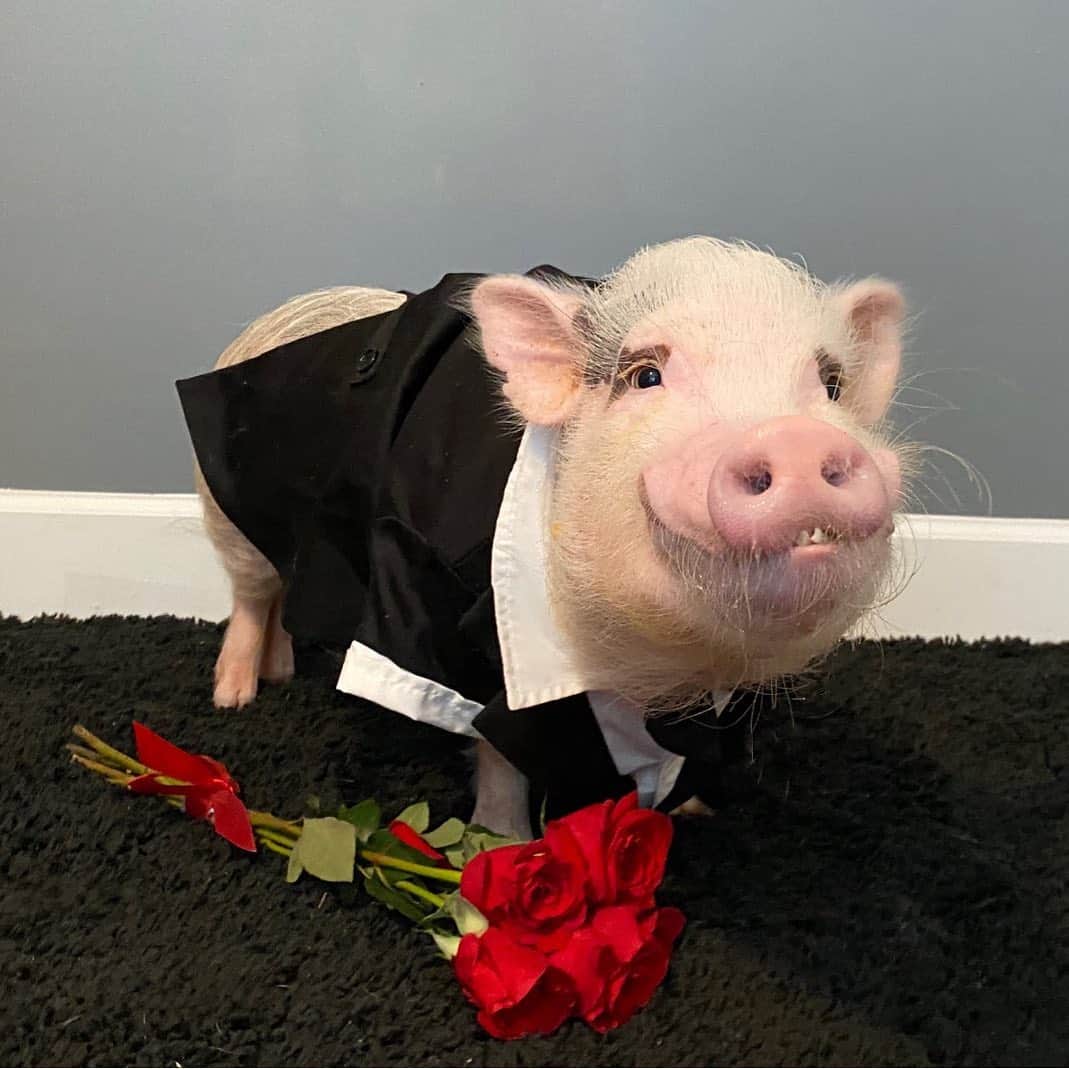 Priscilla and Poppletonさんのインスタグラム写真 - (Priscilla and PoppletonInstagram)「Wow Pop! You really rose to the occasion! Happy #NationalRedRoseDay from me and Handsome Pop! Our love for you stems deep.🐷🌹#punsnroses #willyouacceptthisrose #thebachelor #PrissyandPop」6月12日 23時48分 - prissy_pig