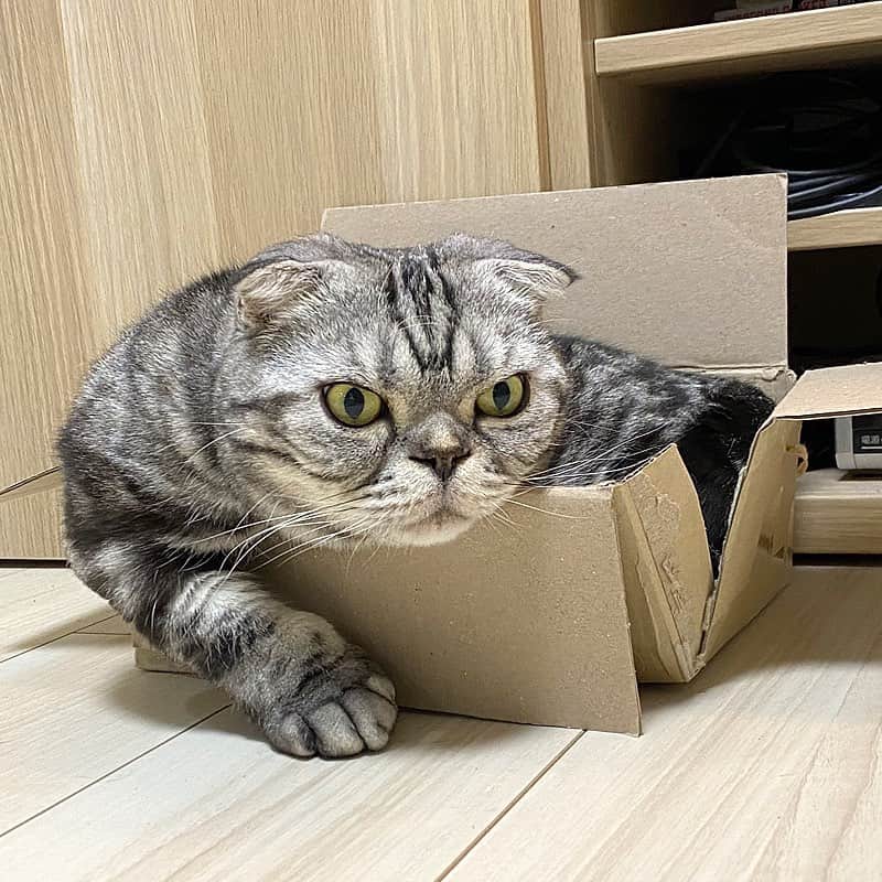 Shishi-maruさんのインスタグラム写真 - (Shishi-maruInstagram)「🐱ねこのきもちWEBMAGAZINE にて、猫エッセイが更新されました。今回は「ししまるらしさ」のお話です。アプリ版もありますので是非。﻿ お楽しみください。﻿ ﻿ 【渋ネコししまるさん】#51﻿ ｜ねこのきもちWEB MAGAZINE﻿ ﻿ https://cat.benesse.ne.jp/lovecat/content/?id=70118﻿ ﻿ 🐱My essay about Shishi-maru is serialized in a weekly magazine:)﻿ ﻿ ーーーーーーーーーーーーー﻿ ﻿ 🌺「渋ネコ ししまるさん」ねこのきもちWEB MAGAZINE にて毎週金曜日エッセイの連載中﻿ ーーーーーーーーーーー﻿ 📕「ぷっちねこ。」「3匹のちいさな猫を召喚できたなら」「ちいさな猫を召喚できたなら」徳間書店より単行本発売中﻿ ーーーーーーーーーーー﻿ ⭐︎ねこ漫画→@tacos_cat﻿ 🌺Twitter →@taco_emonemon﻿ ーーーーーーーーーーー」6月12日 23時48分 - emonemon