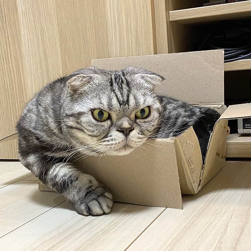 Shishi-maruのインスタグラム：「🐱ねこのきもちWEBMAGAZINE にて、猫エッセイが更新されました。今回は「ししまるらしさ」のお話です。アプリ版もありますので是非。﻿ お楽しみください。﻿ ﻿ 【渋ネコししまるさん】#51﻿ ｜ねこのきもちWEB MAGAZINE﻿ ﻿ https://cat.benesse.ne.jp/lovecat/content/?id=70118﻿ ﻿ 🐱My essay about Shishi-maru is serialized in a weekly magazine:)﻿ ﻿ ーーーーーーーーーーーーー﻿ ﻿ 🌺「渋ネコ ししまるさん」ねこのきもちWEB MAGAZINE にて毎週金曜日エッセイの連載中﻿ ーーーーーーーーーーー﻿ 📕「ぷっちねこ。」「3匹のちいさな猫を召喚できたなら」「ちいさな猫を召喚できたなら」徳間書店より単行本発売中﻿ ーーーーーーーーーーー﻿ ⭐︎ねこ漫画→@tacos_cat﻿ 🌺Twitter →@taco_emonemon﻿ ーーーーーーーーーーー」