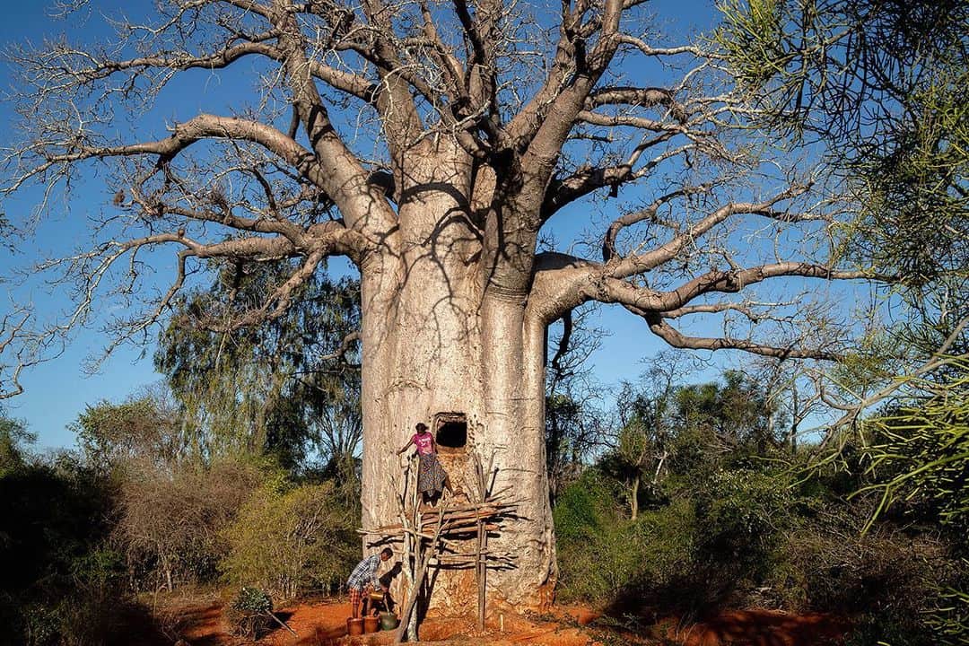 thephotosocietyさんのインスタグラム写真 - (thephotosocietyInstagram)「Photo by Pascal Maitre @maitre.pascal The incredible story of the Baobabs tank of southern Madagascar . The inhabitants of this region, where it rains only 2 to 3 times a year, have been digging living baobabs for a century, where they will store up to 10,000 litres of water during the rains. 800 baobabs tank allow 800 families to survive thanks to its storage  @Parismatch_magazine @fondationyvesrocher @lammerhuber  @canoneurope @canonambassador @agence_myop @panospictures #madagascar #baobab #cirad」6月13日 0時10分 - thephotosociety