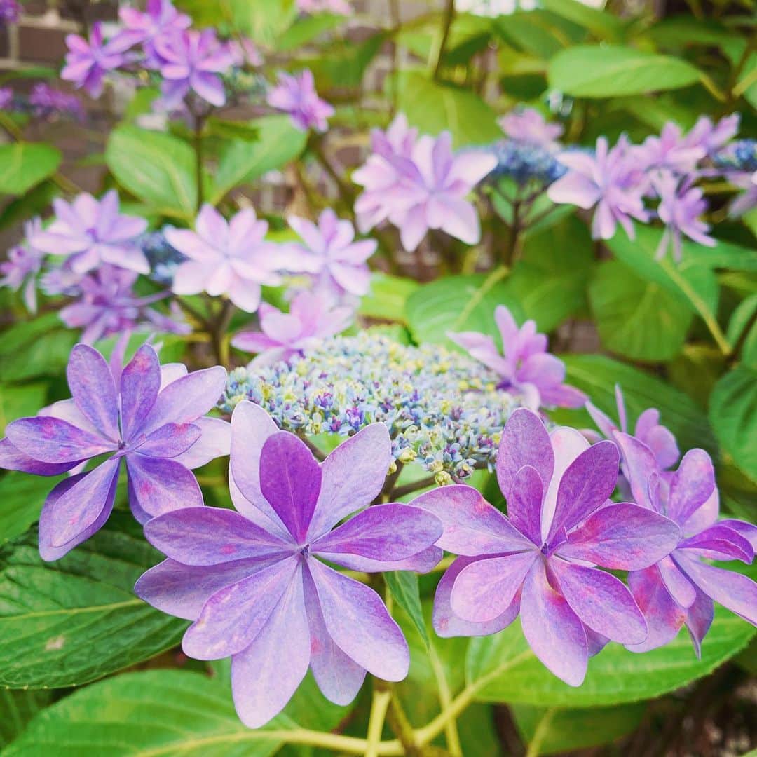 清水愛さんのインスタグラム写真 - (清水愛Instagram)「晴れの日の紫陽花  #花 #お花 #紫陽花 #たぶん紫陽花 #ミッドサマー感」6月13日 0時10分 - aitter_smz