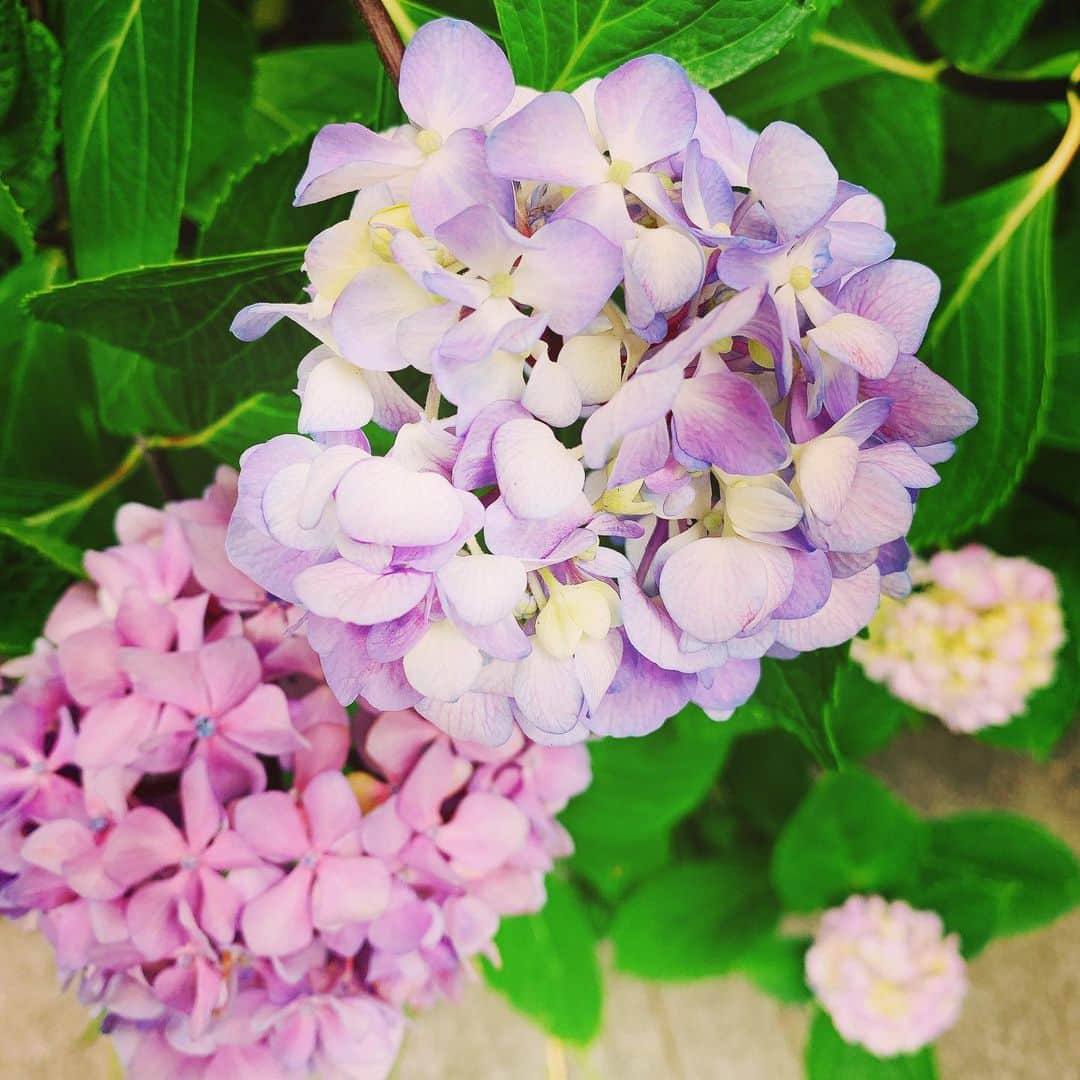 清水愛さんのインスタグラム写真 - (清水愛Instagram)「晴れの日の紫陽花  #花 #お花 #紫陽花 #たぶん紫陽花 #ミッドサマー感」6月13日 0時10分 - aitter_smz