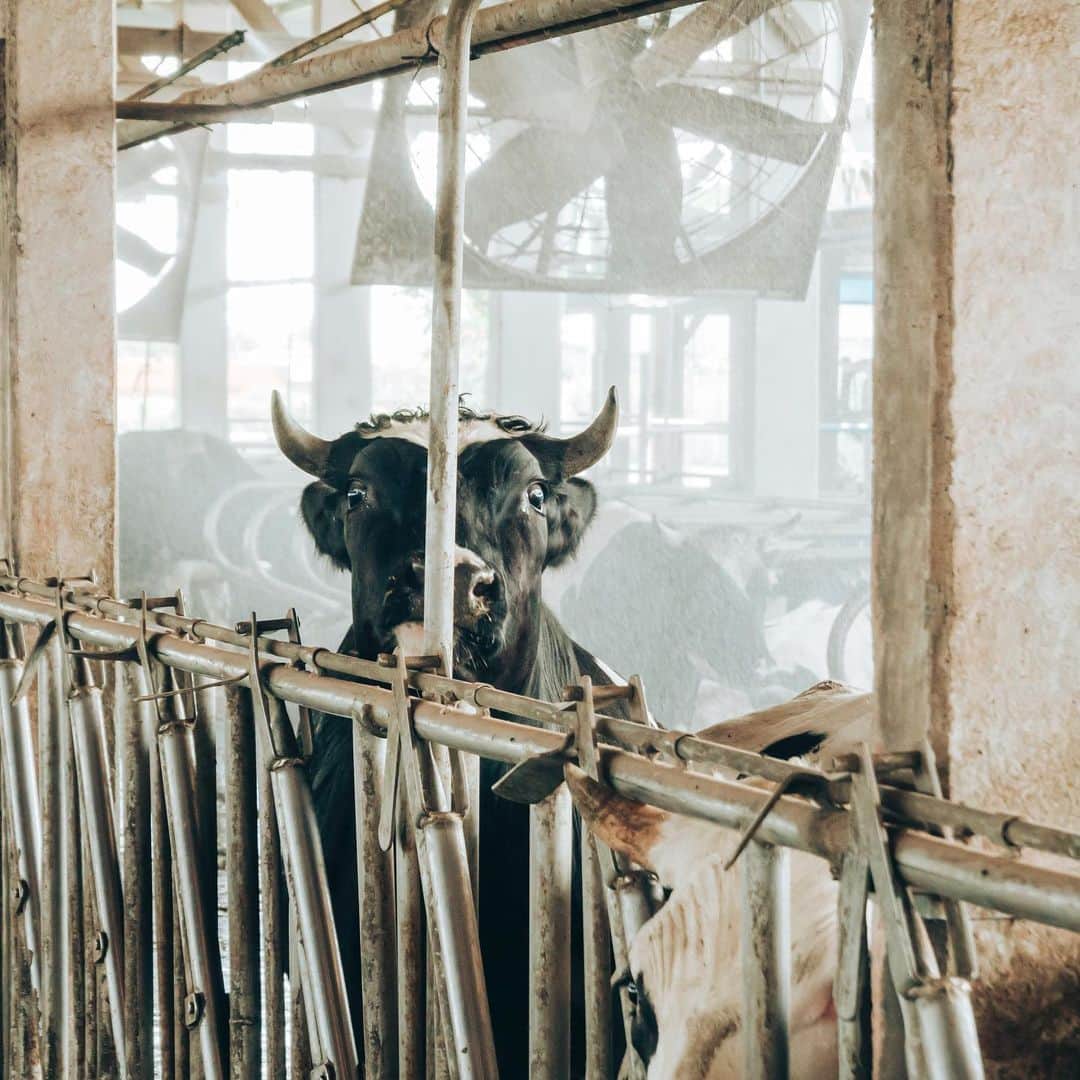 李翔さんのインスタグラム写真 - (李翔Instagram)「#第六市場攝影展﻿ #虎山鮮奶﻿ ﻿ 內文節錄於好市情﻿ ﻿ 現在牧場給弟弟照顧，阿凱負責採購和宅配業務，若不是因為採訪，已經很久沒有待在牧場了，很懷念跟牛在一起的時光。看起來敦厚、話不多的阿凱，說起牛時就變得滔滔不絕，眼裡有光，又透露著無限深情。他教我們看牛背上的號碼意涵、哪隻牛兇、哪隻牛產的奶多，談話過程中，有隻牛從柵欄夾縫中探出頭來，親暱地咬著阿凱的衣服，像寵物一樣想要討摸摸，牛是很有靈性和豐富情感的動物，真心對待，由此便知。﻿ ﻿ 那天阿凱跟我說了許多﻿ 有關經營上的困難﻿ 也不是打著悲情﻿ 就算再苦 我也能在他的身上﻿ 感受到一些往前衝的幹勁﻿ ﻿ #rx100m6 #SonyAlpha﻿ @sonytaiwan﻿ @sonyalpha﻿ @parklane_splendor」6月13日 0時14分 - rookie030