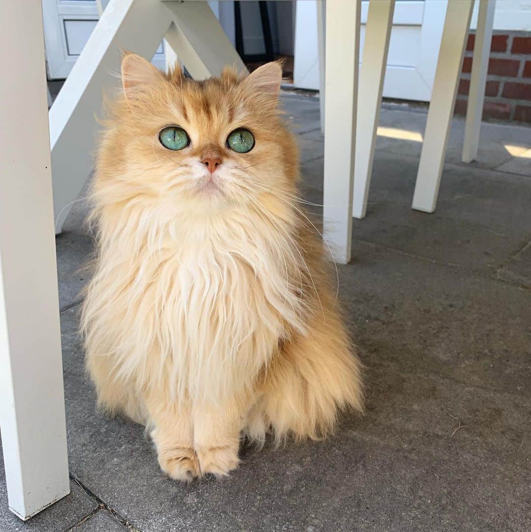 Smoothieのインスタグラム：「Dainty girl. 🥰」