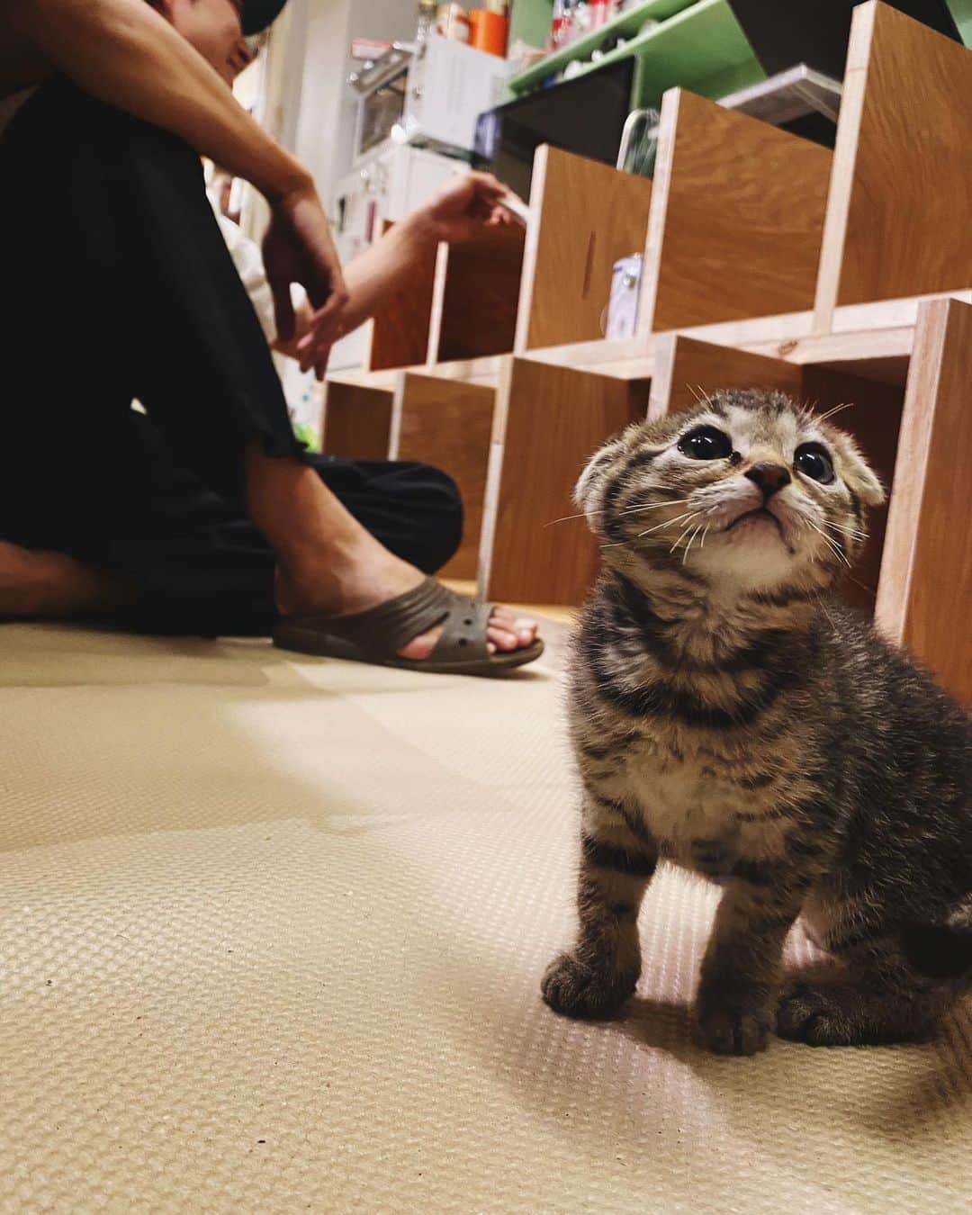半田悠人さんのインスタグラム写真 - (半田悠人Instagram)「猫と初仕事😼」6月13日 0時26分 - yutohanda
