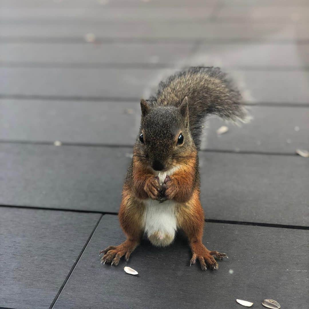 藤沢久美さんのインスタグラム写真 - (藤沢久美Instagram)「#今日のリス #夏毛  #オス #squirrel  #squirrellife」6月13日 0時37分 - kumifujisawa