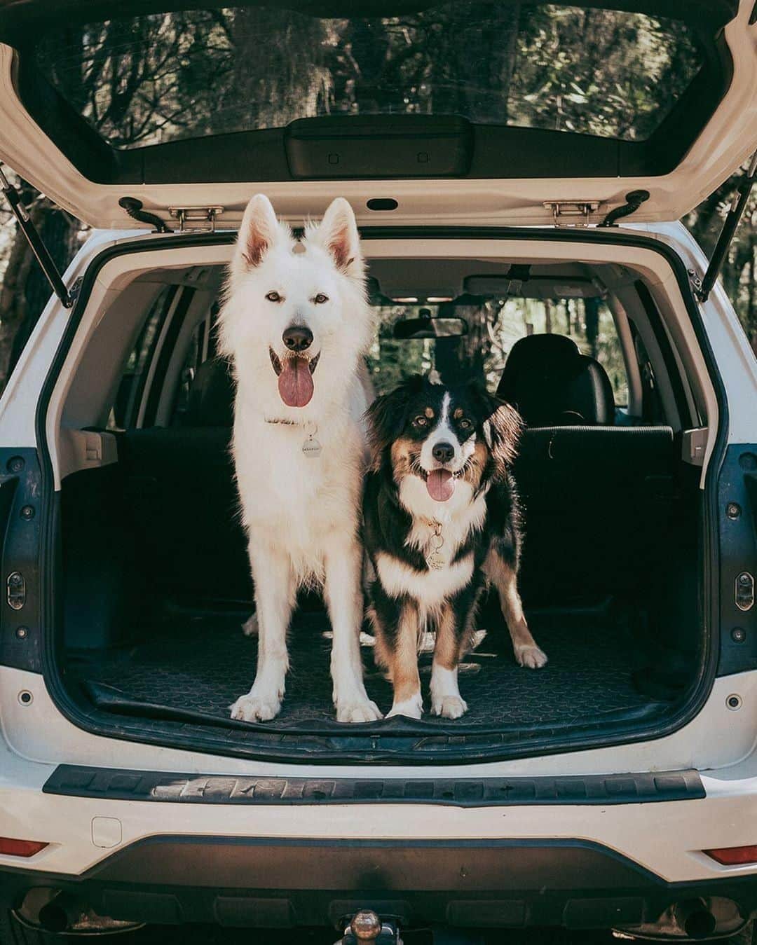 Subaru Australiaさんのインスタグラム写真 - (Subaru AustraliaInstagram)「Dog park? ⁣ It's a YES from these @twoadventurepups 😆 We love seeing how you spend your time with your furry friends. Share a pic and tag us in your fur-tastic moments using #OneLittleMoment」6月13日 10時21分 - subaruaustralia