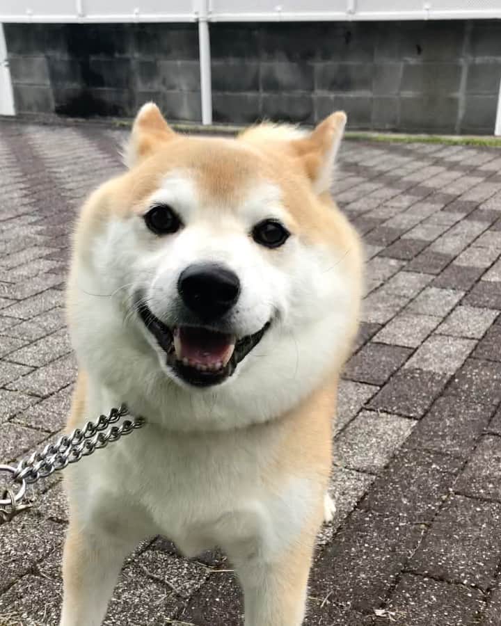 のインスタグラム：「🐾 我が道を行く #myway  俺は男‼️ 絶対に引き返さないでござる🤣 …  こんな所 ママ陳行けんし😭 毛虫が出そうだし  結局リード投げました🤣  2020年6月13日(土)☁️ おはようございます  言うことを聞いてくれない 豆ちゃま😭 行きたい方しか進まない …………………………………………🖋 #徳島柴ちゃん会#マメスケざえもん#shiba#shibastagram #豆柴#shibainu #dog#日本#9gag @9gag @dog #柴犬がいる暮らし #shiba_snap#🐕📷 #狗  #松井証券　#proudshibas #りんりん部#柴犬#시바견#一只狗#animalland #西巴犬 #サンデイ #anicas #徳島 #いぬすたぐらむ  #柴犬大好き」