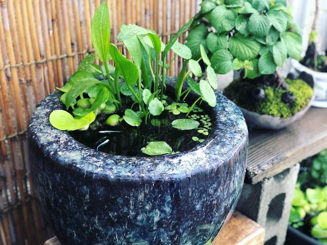 金成公信のインスタグラム：「もっさもさ。 #盆栽 #bonsai #bonsaijapan #japanesebonsai #wabisabi #bonsailovers #bonsailife #bonsaitree #bonsaiart #bonsaigram #bonsaiworld #plants #tree #greenlife #greenlifestyle #苔 #moss #睡蓮 #睡蓮鉢 #ビオトープ #biotope #メダカ #waterlilybowls」